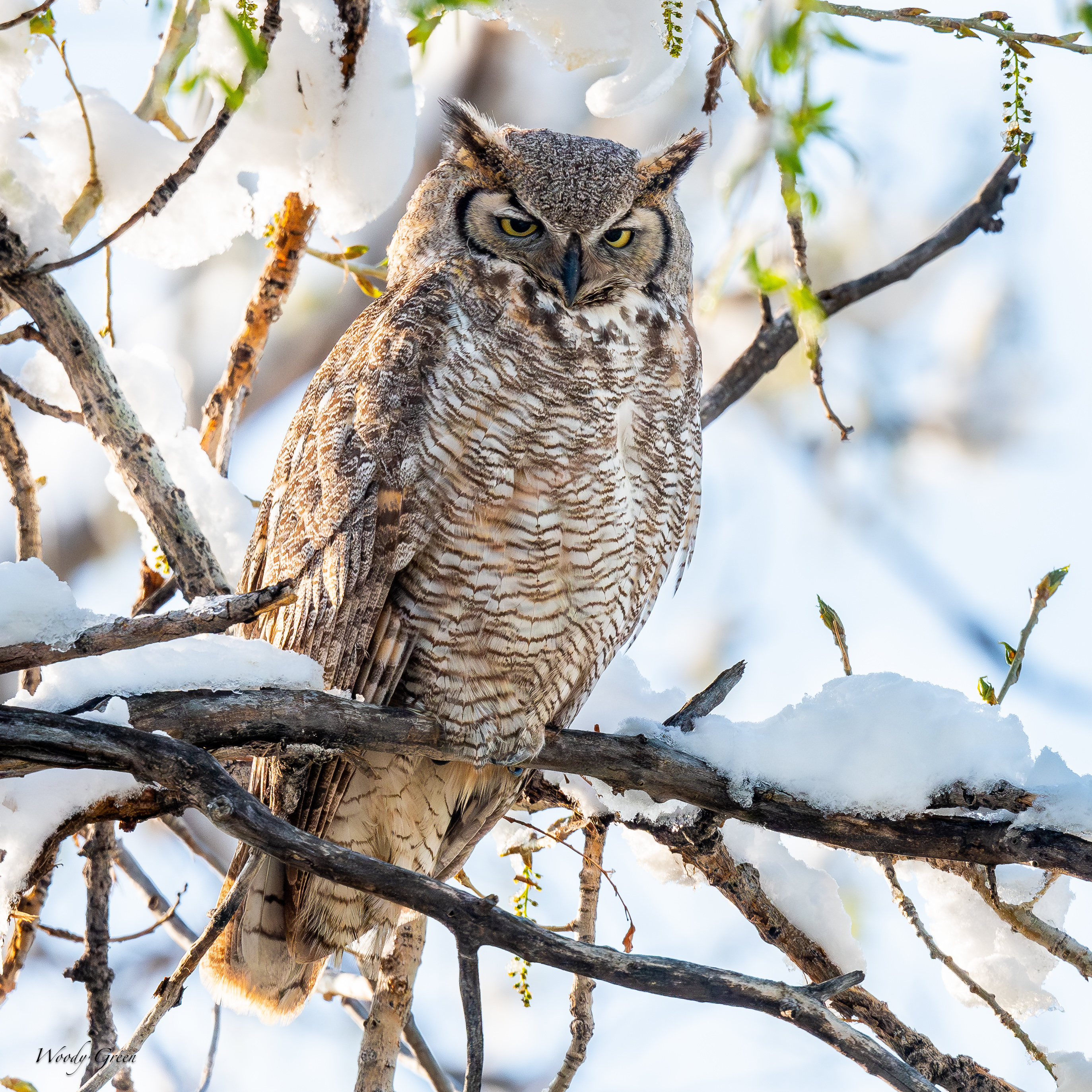 OwlPerched-770.jpg