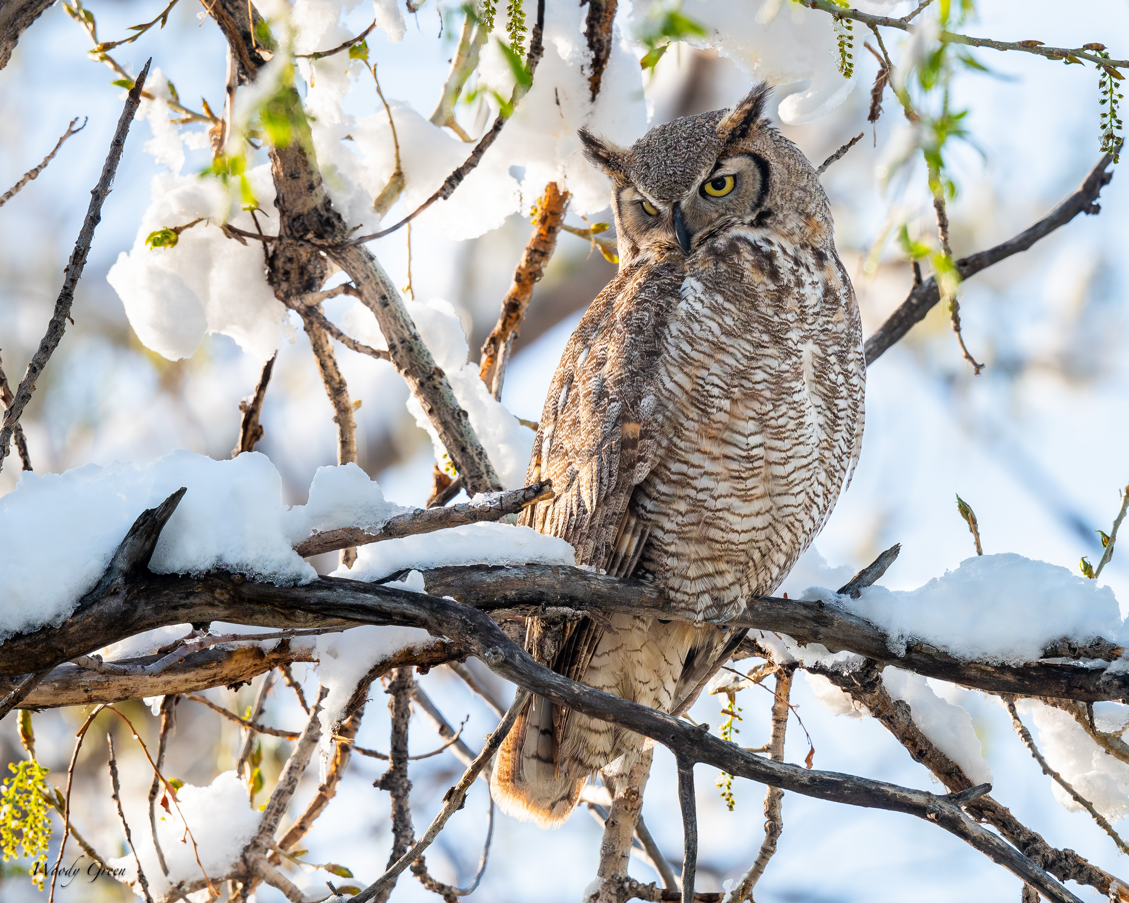 OwlPerched-771.jpg