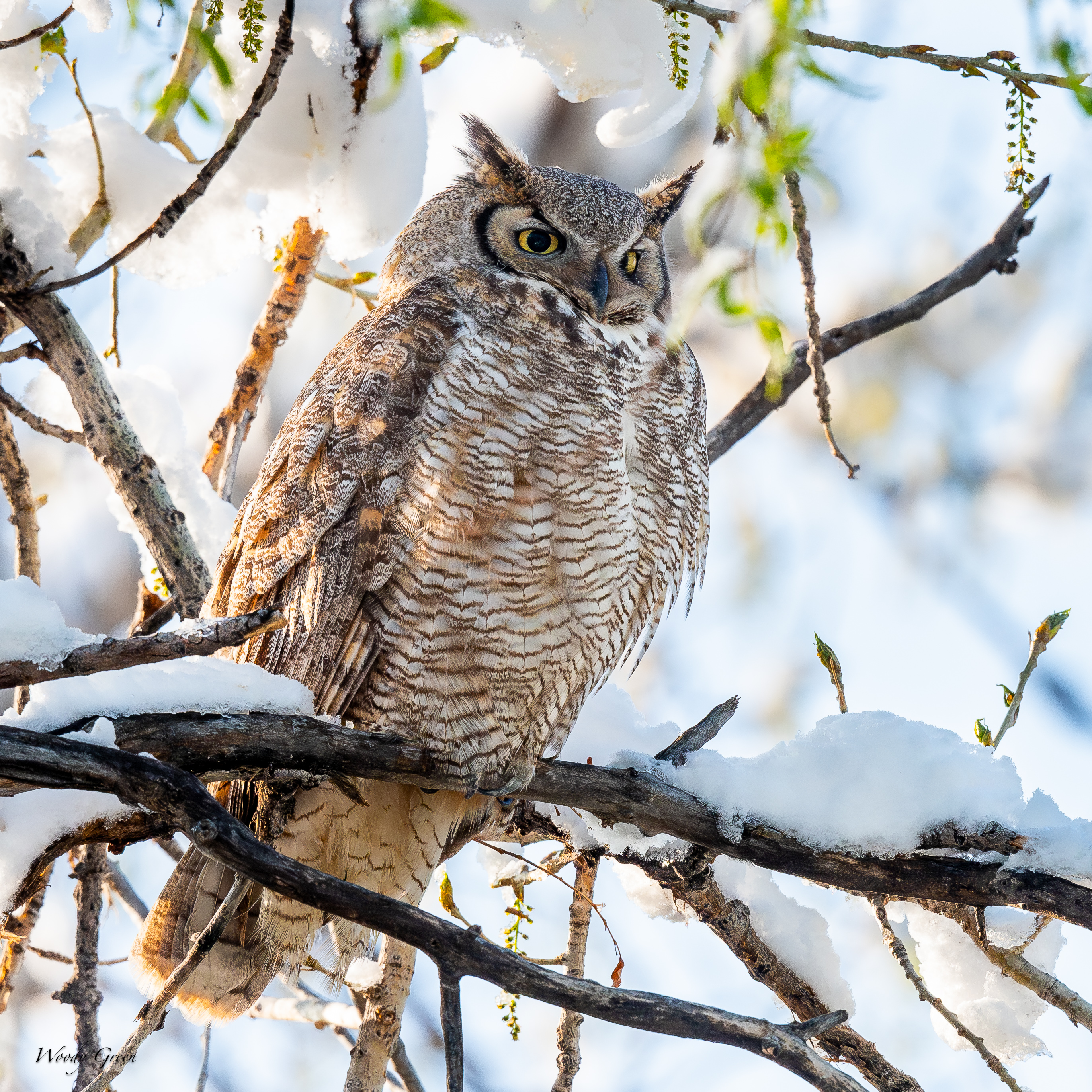 OwlPerched-772.jpg
