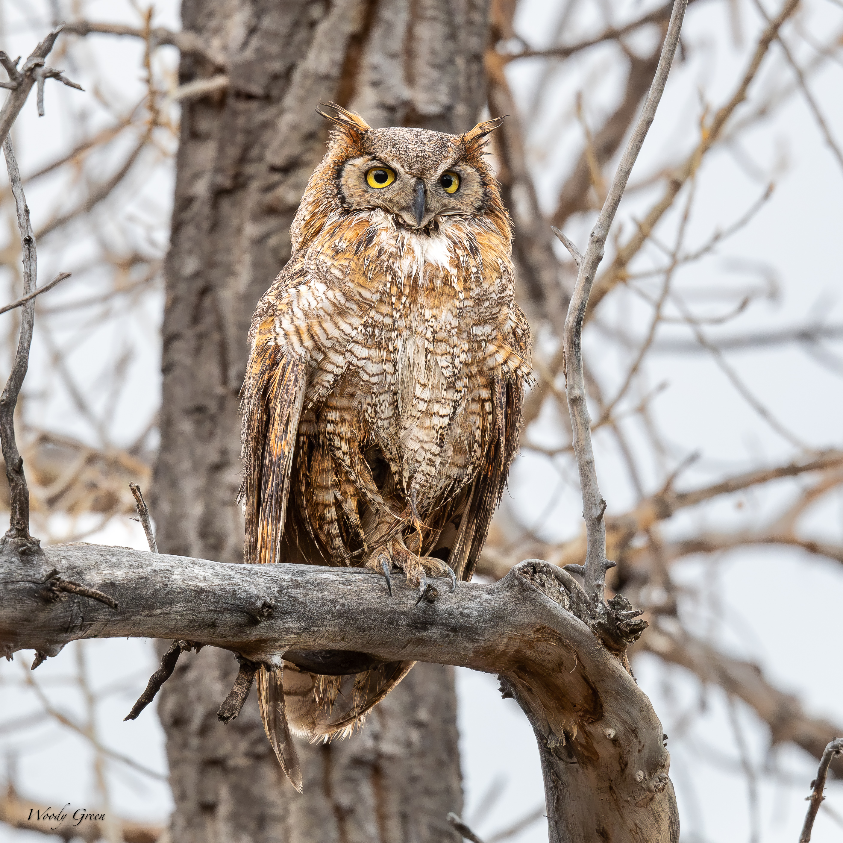 OwlPerched-780.jpg