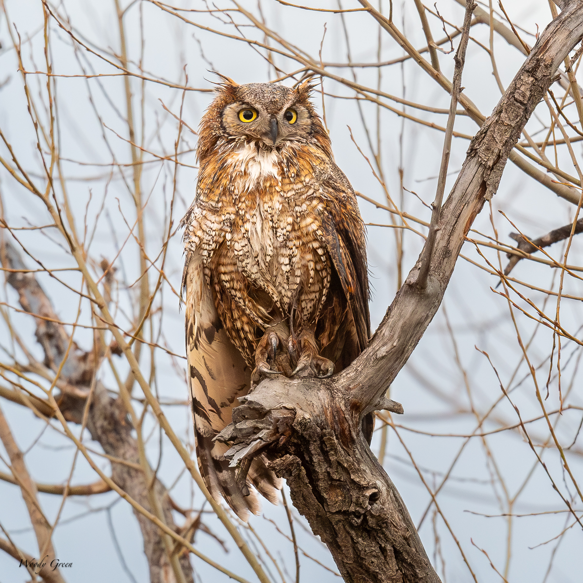 OwlPerched-781.jpg