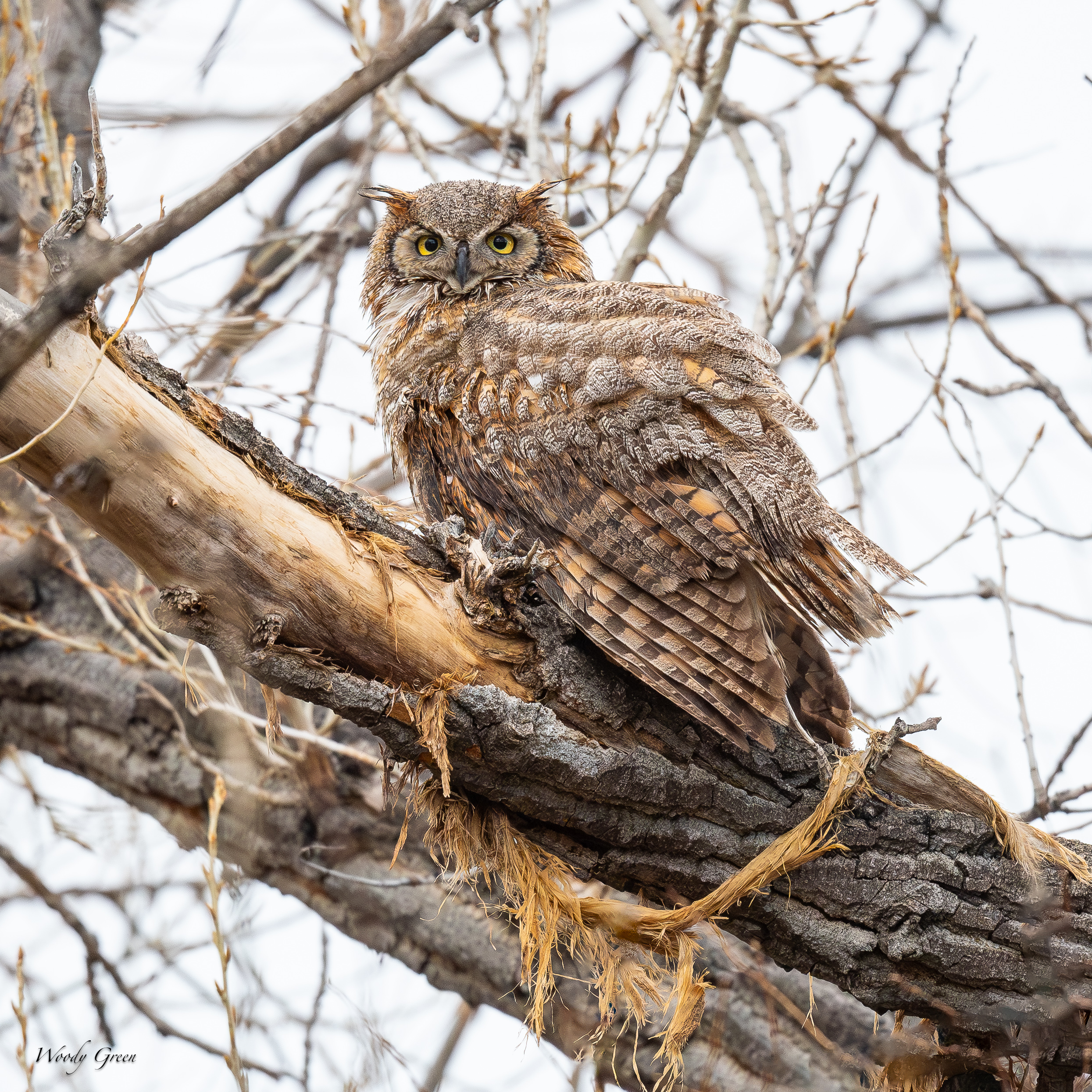OwlPerched-783.jpg