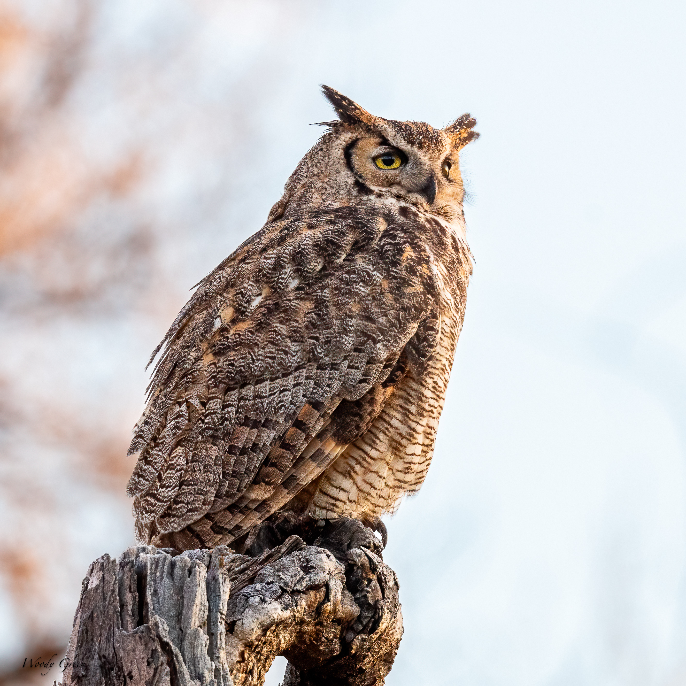 OwlPerched-790.jpg