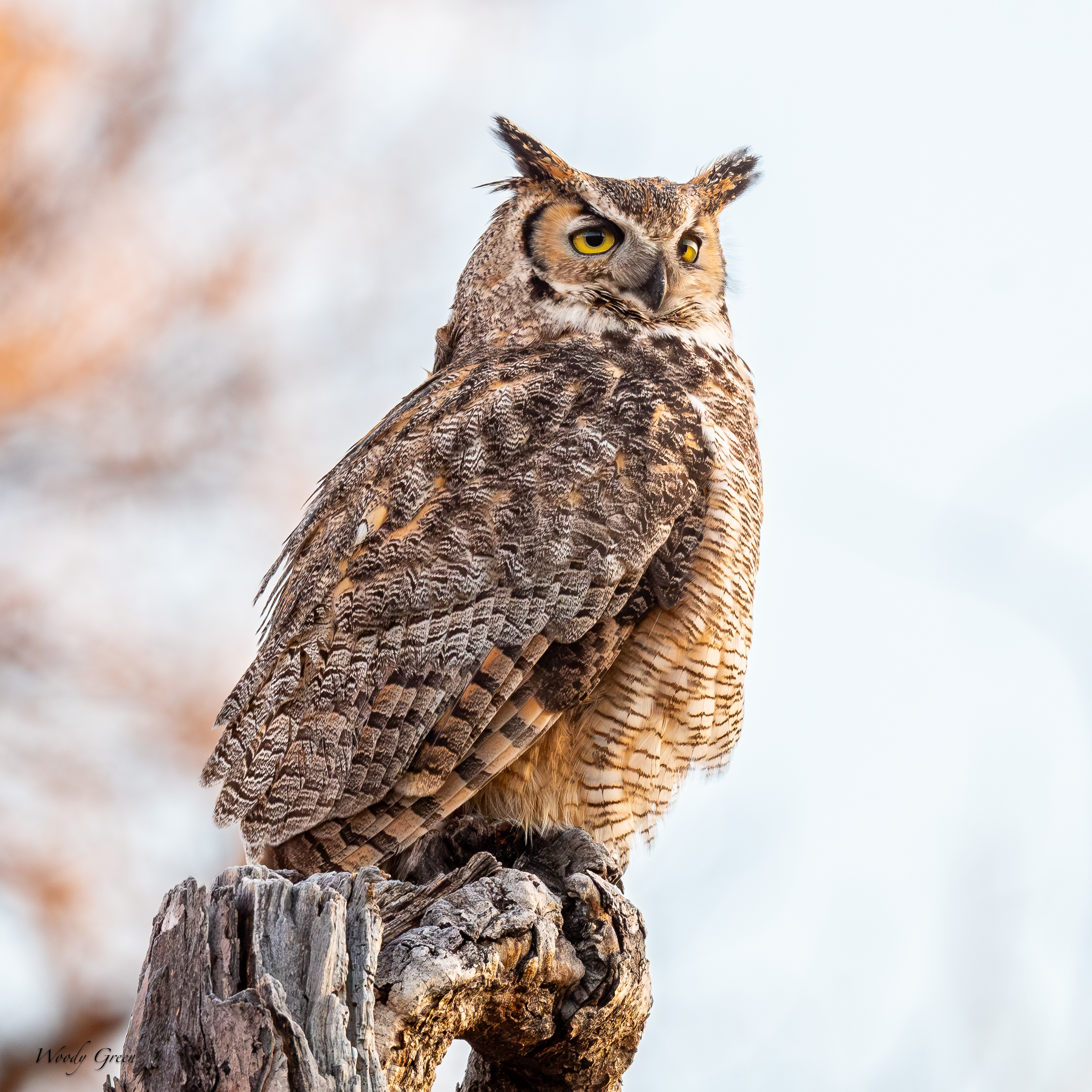 OwlPerched-792.jpg