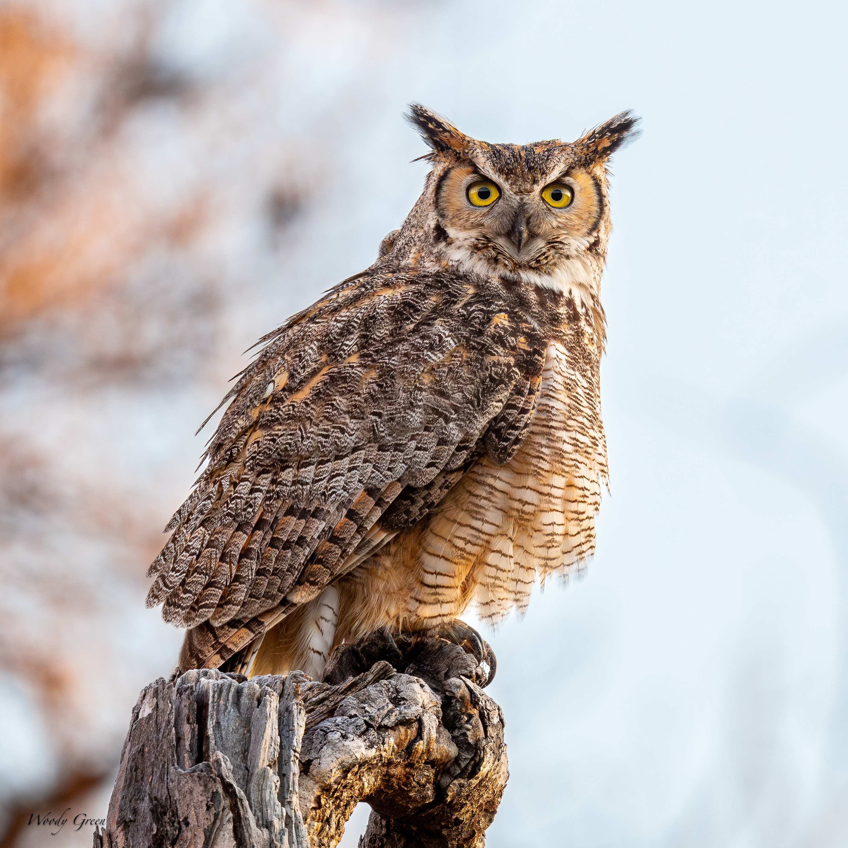 OwlPerched-793.jpg