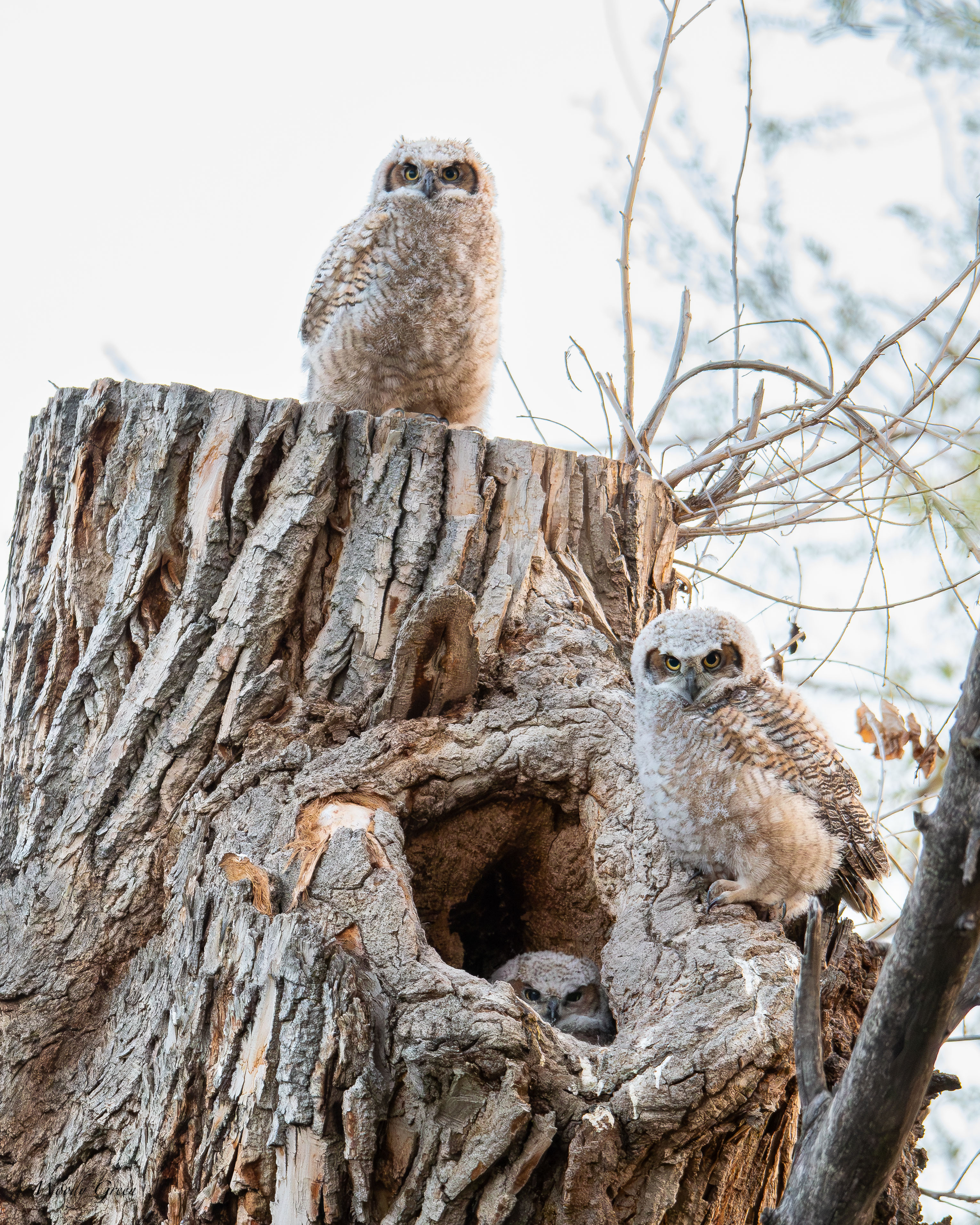 OwlPlaces-106.jpg