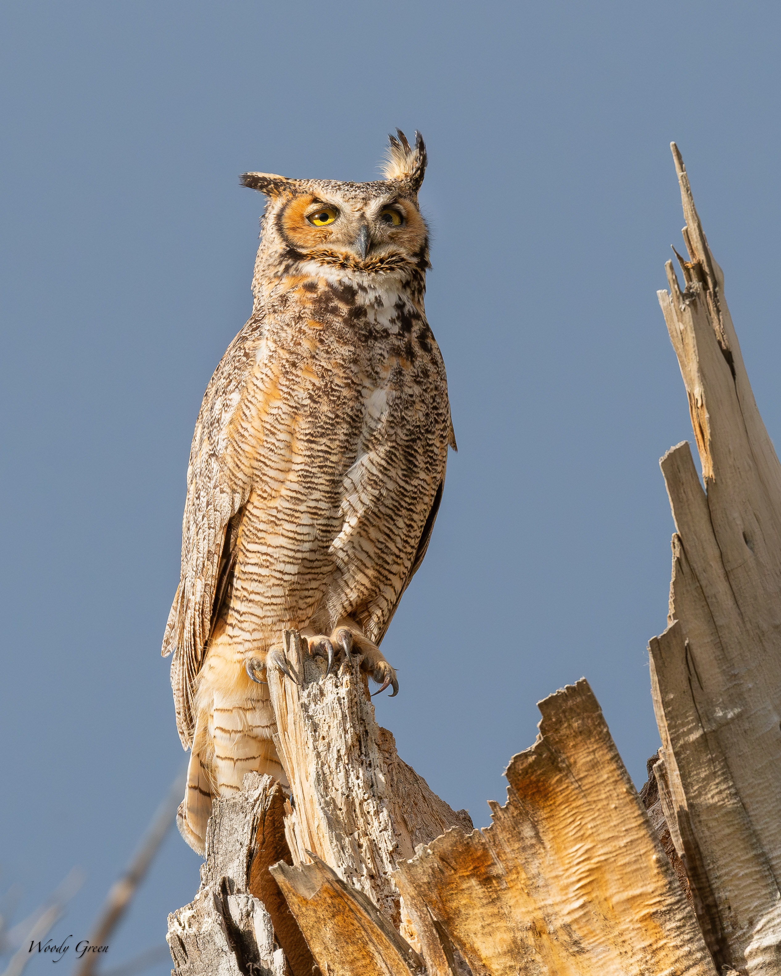 OwlPortrait-113.jpg