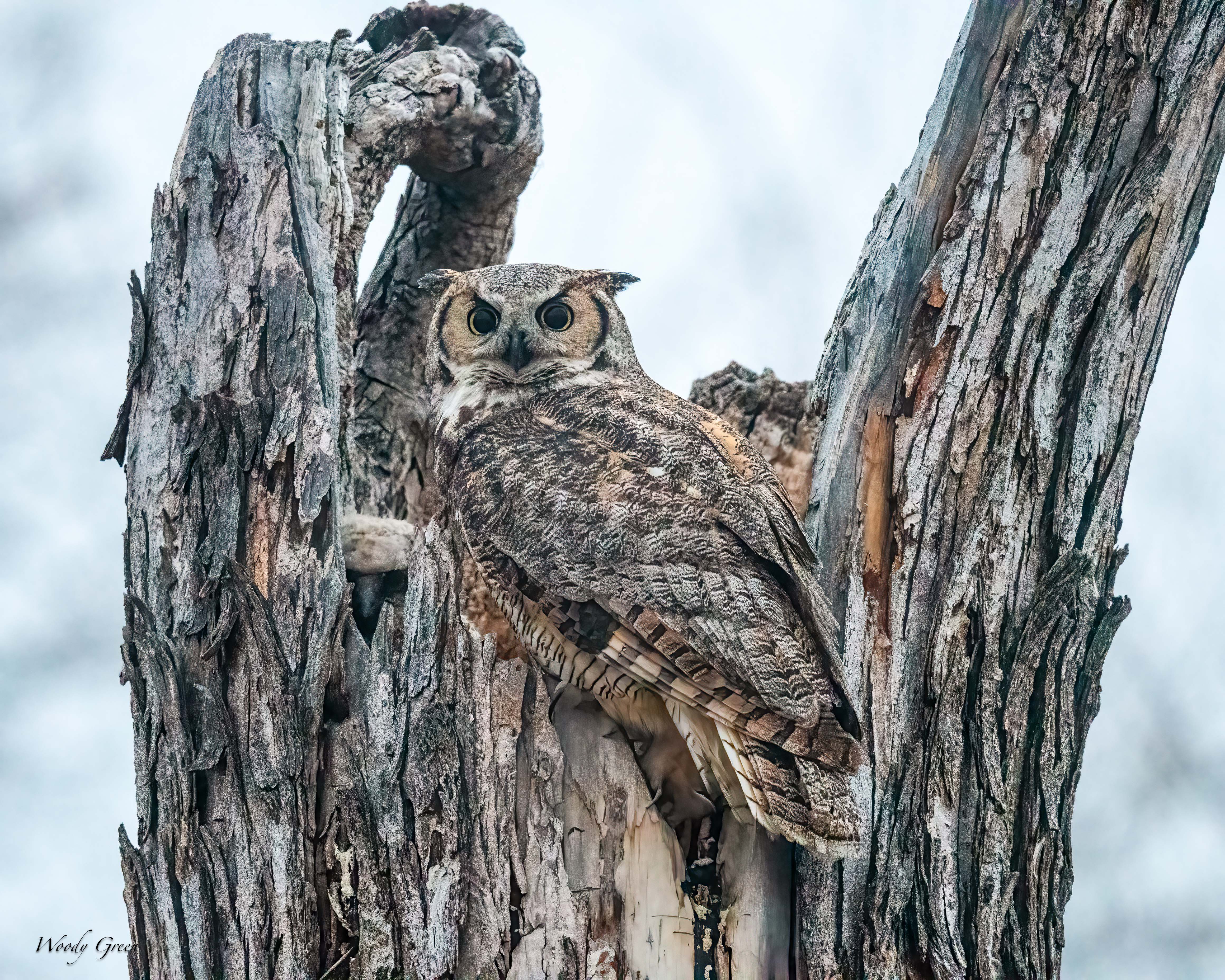 OwlPreDawn-593.jpg