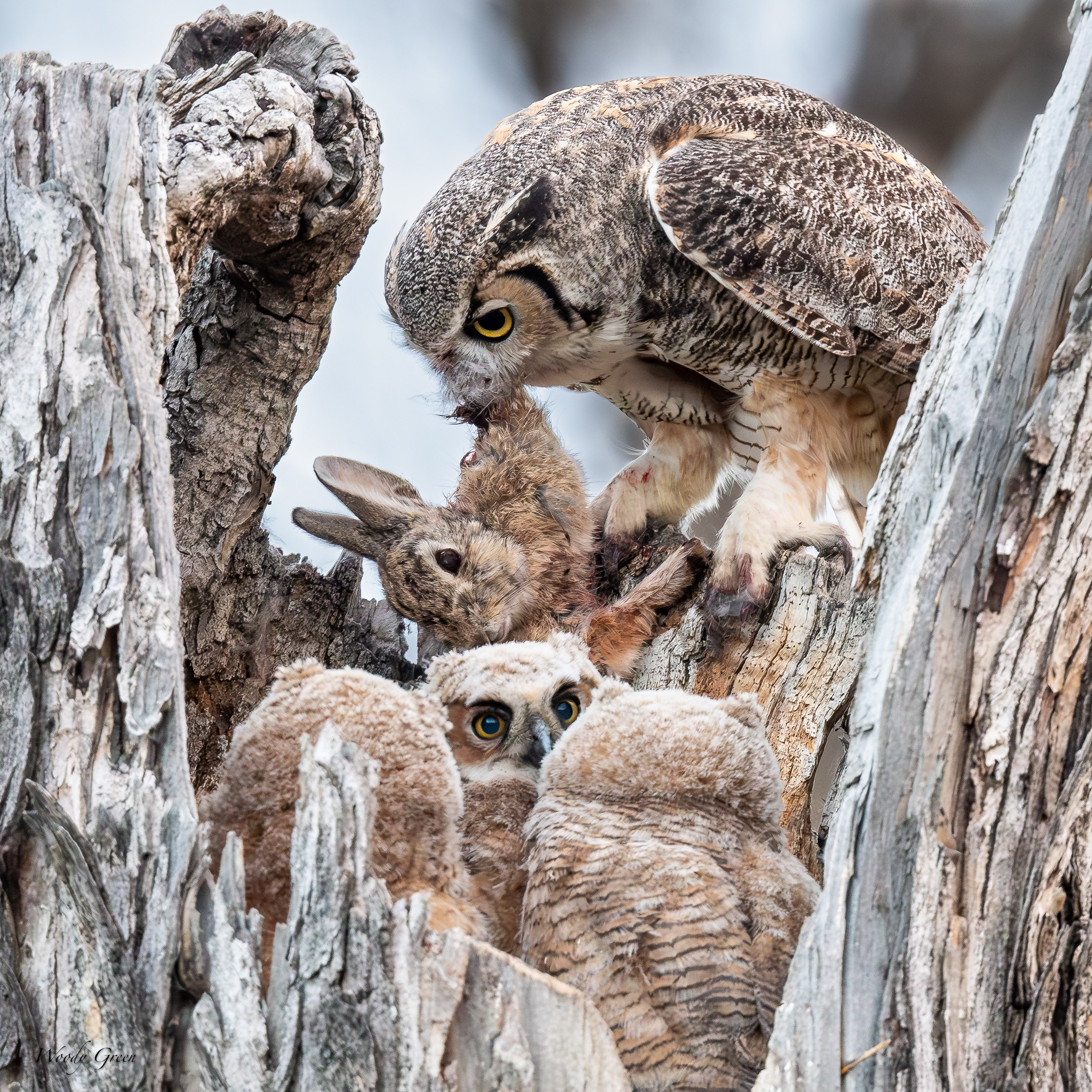 OwlPreyNest-350.jpg