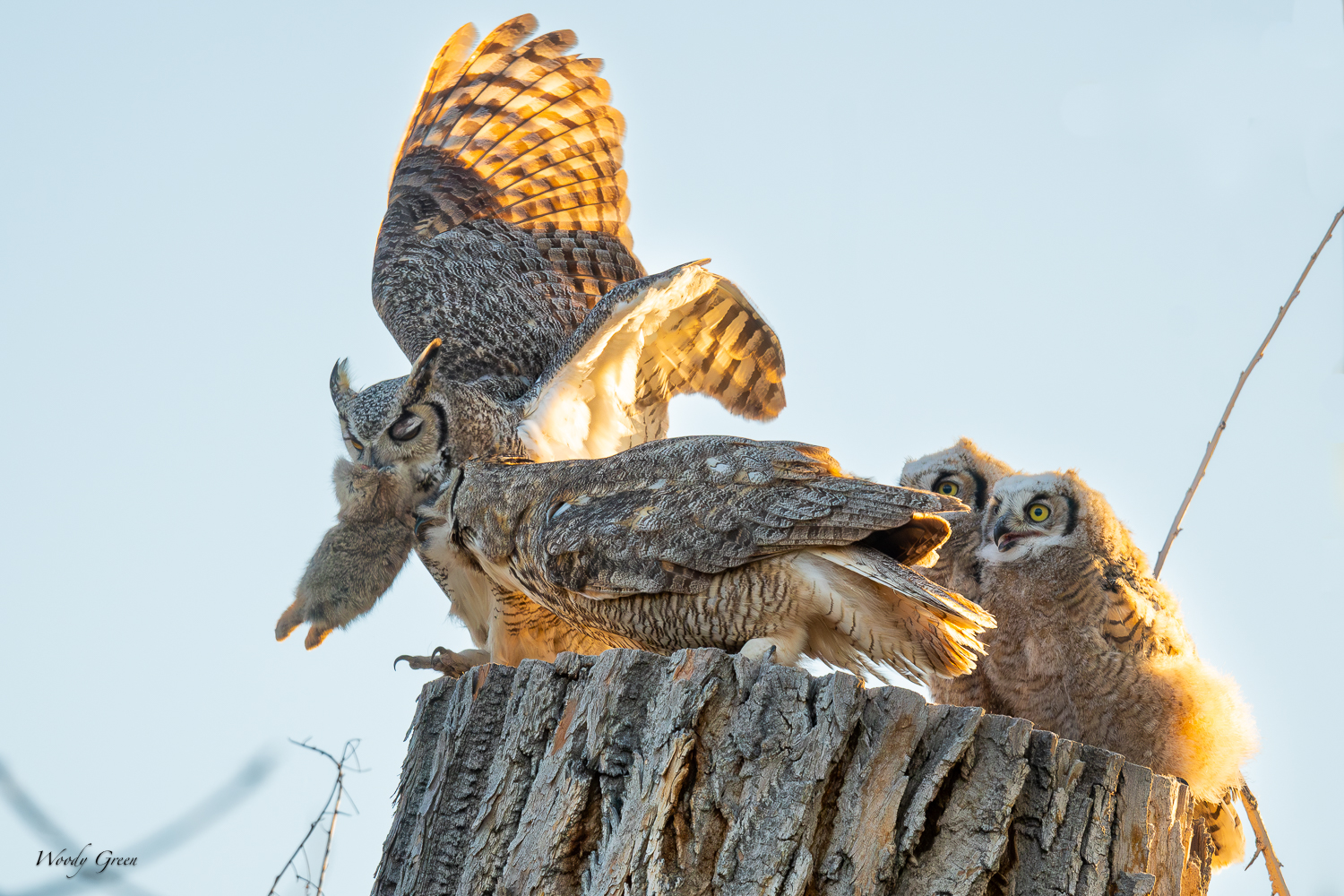 OwlPreyTransfer-596.jpg