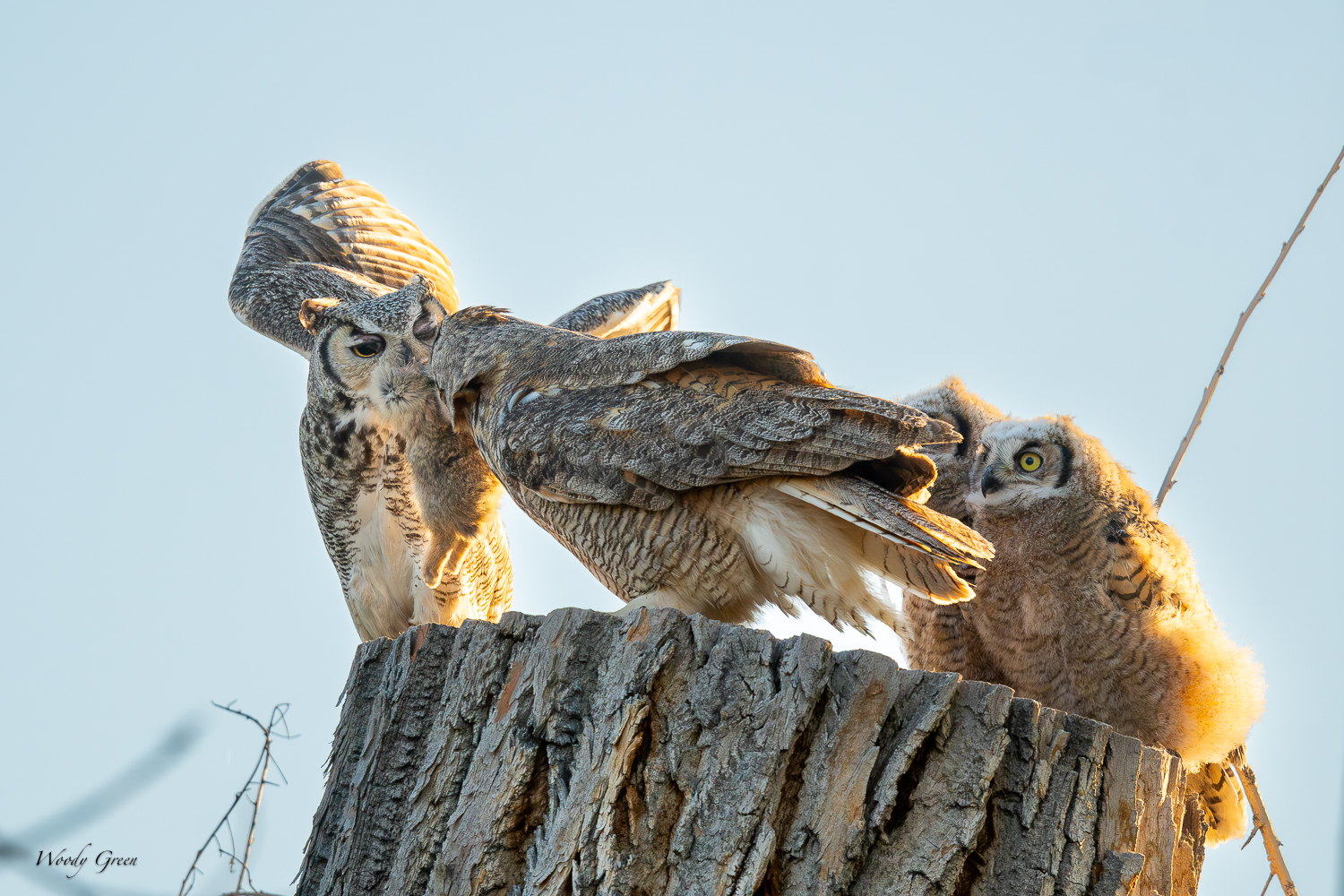 OwlPreyTransfer-597.jpg