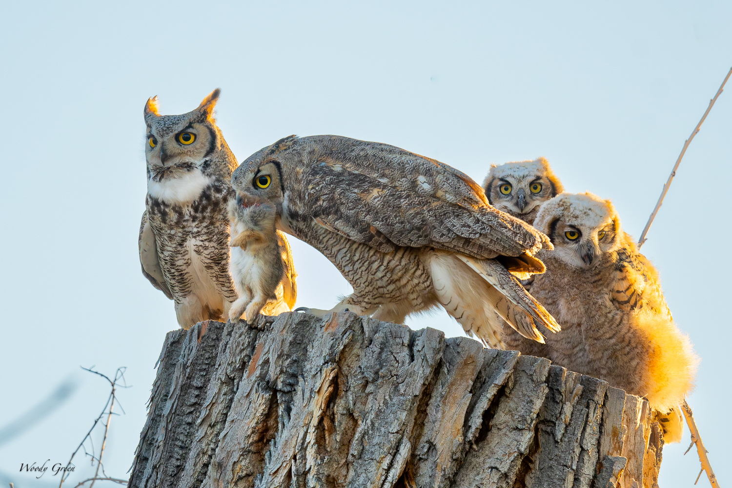 OwlPreyTransfer-598.jpg