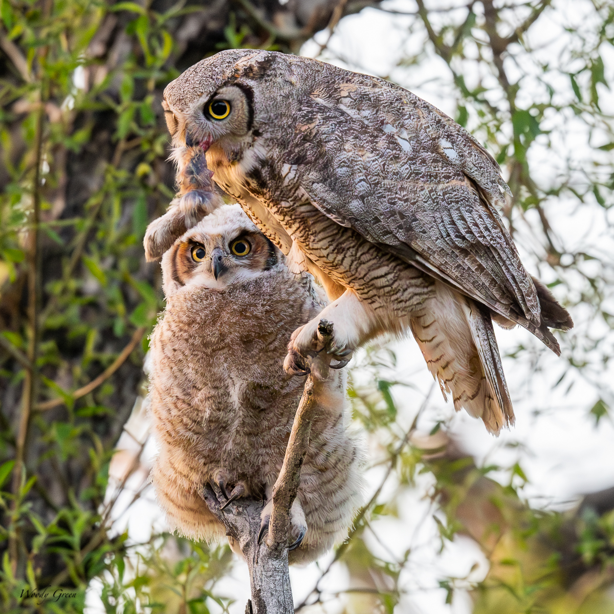 OwlRabbitFoot-110.jpg
