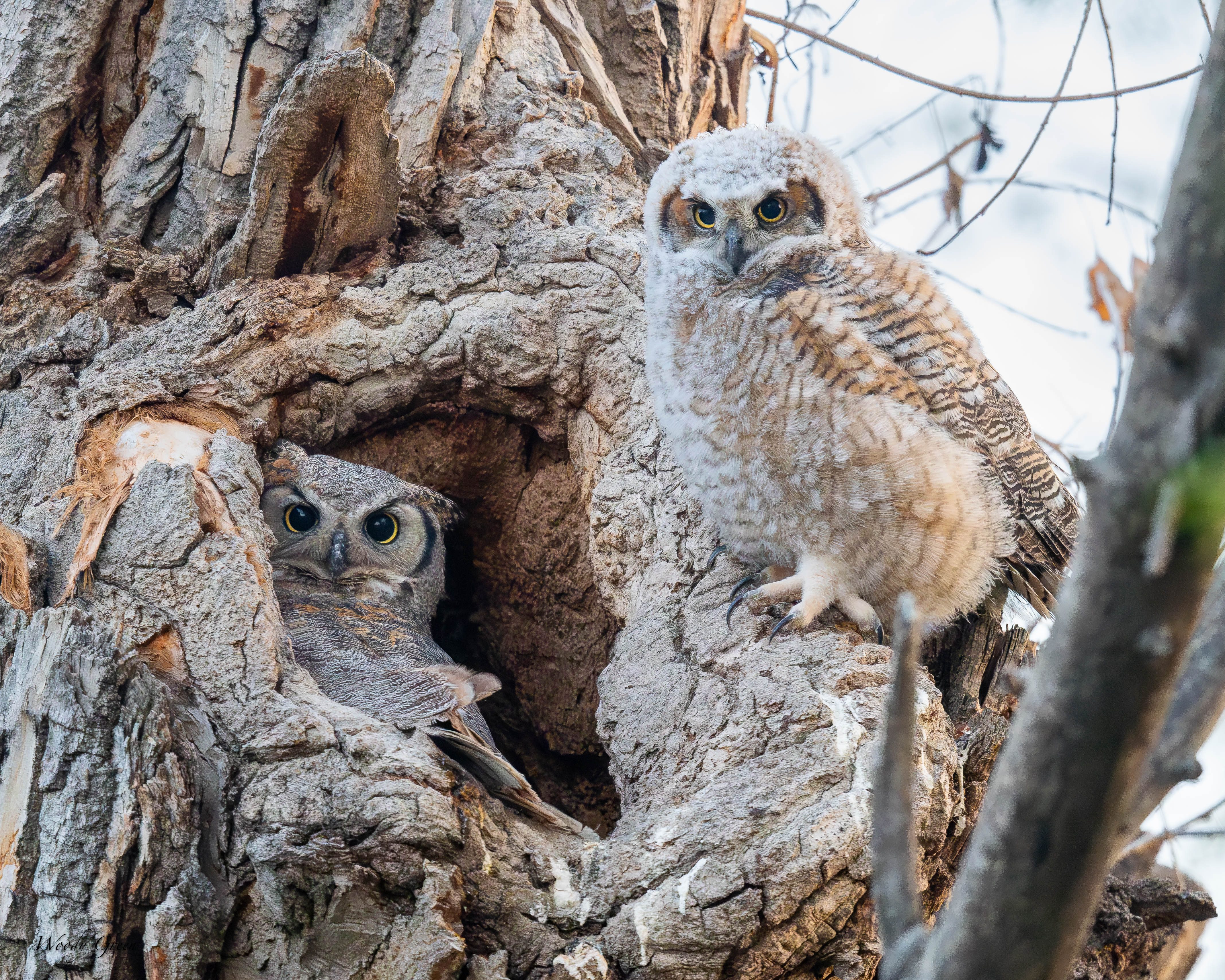 OwlRoles-106.jpg