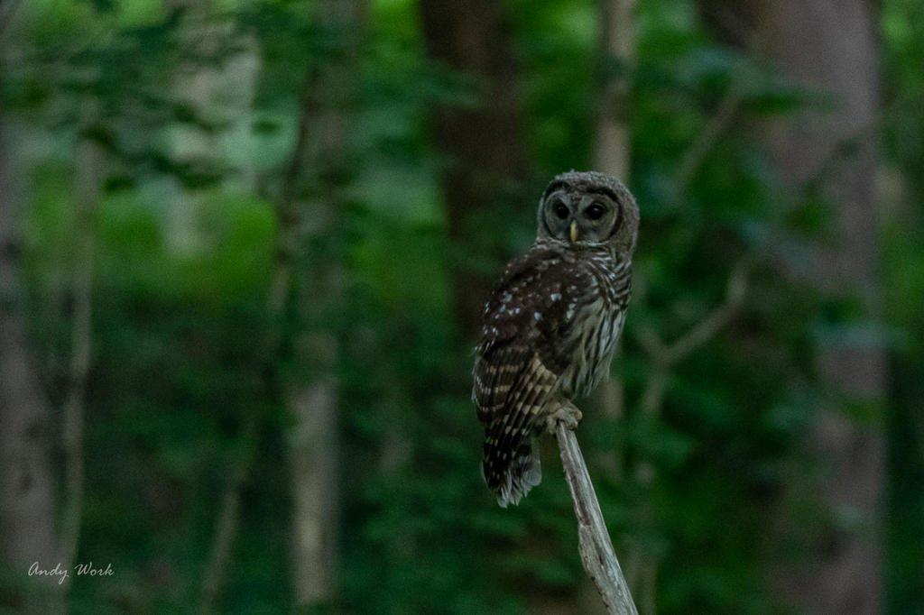 Owls-507916.jpg