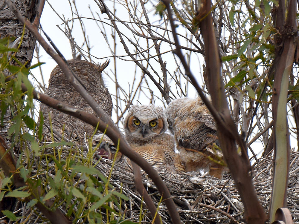 Owls2.jpg