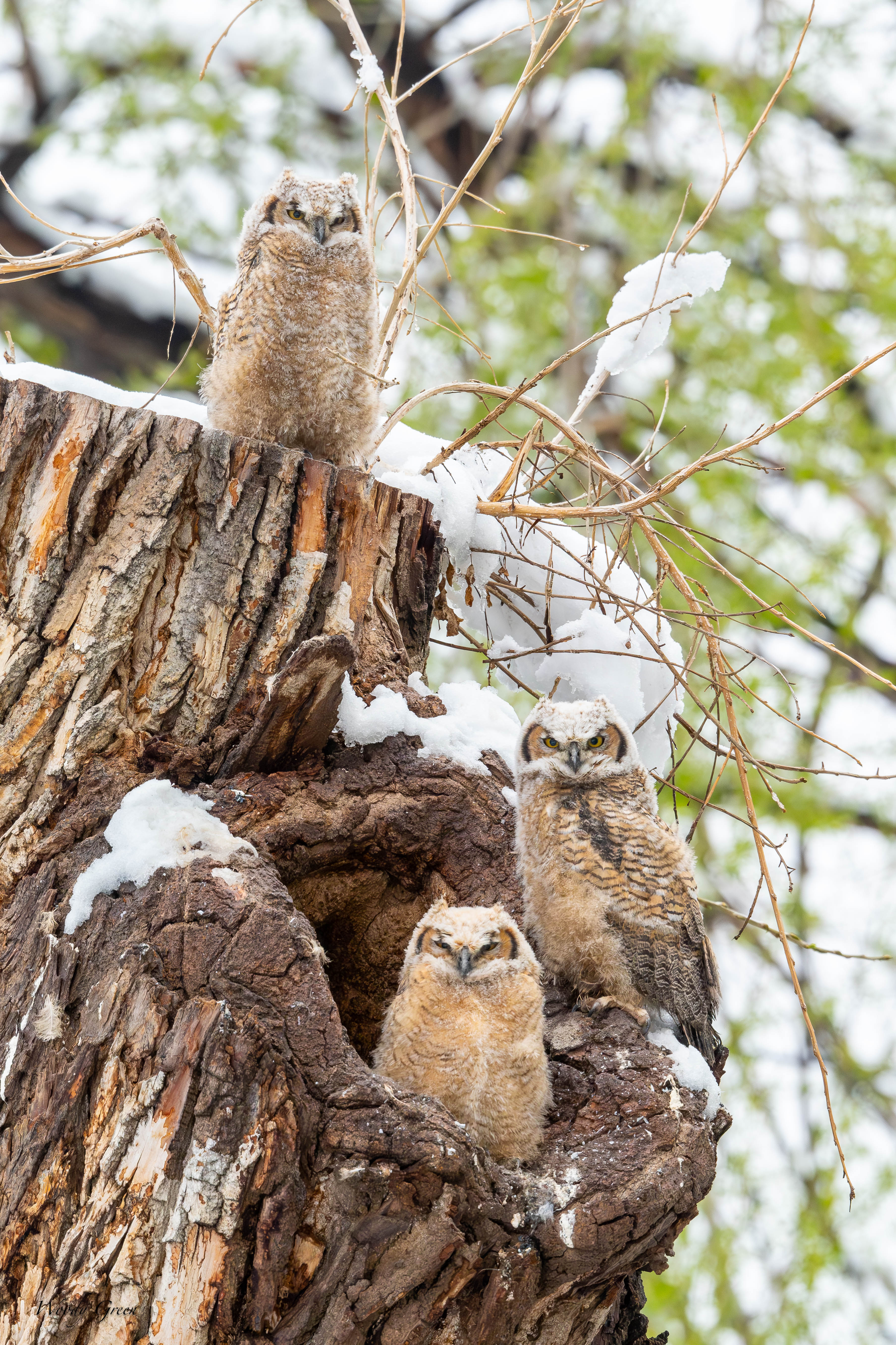 OwlsBranching-768.jpg