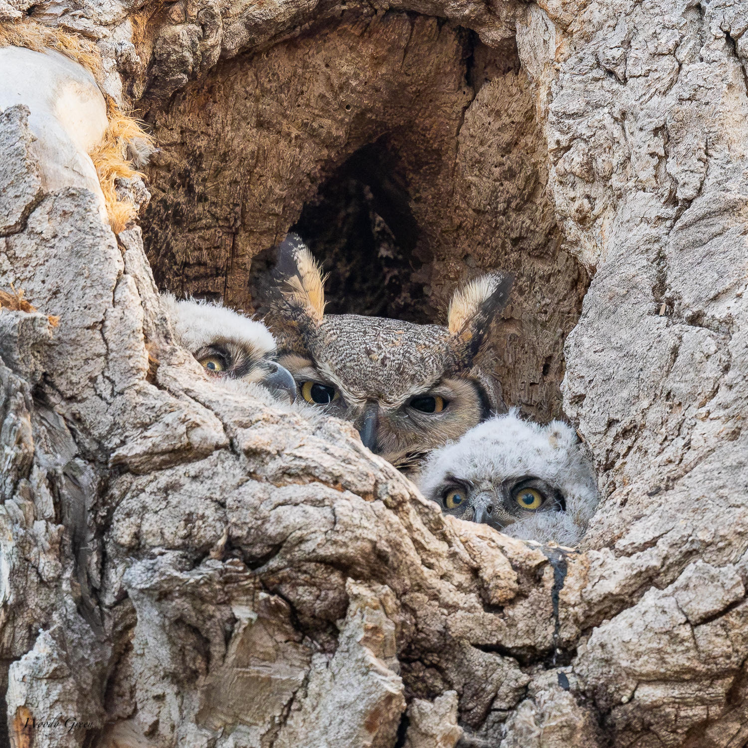 OwlsCozy-561.jpg