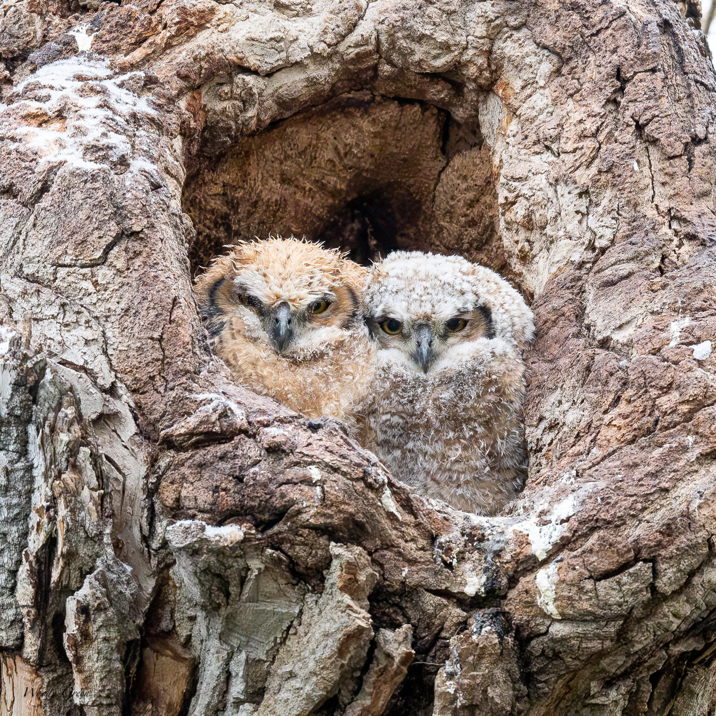 OwlsDarkLight-768.jpg