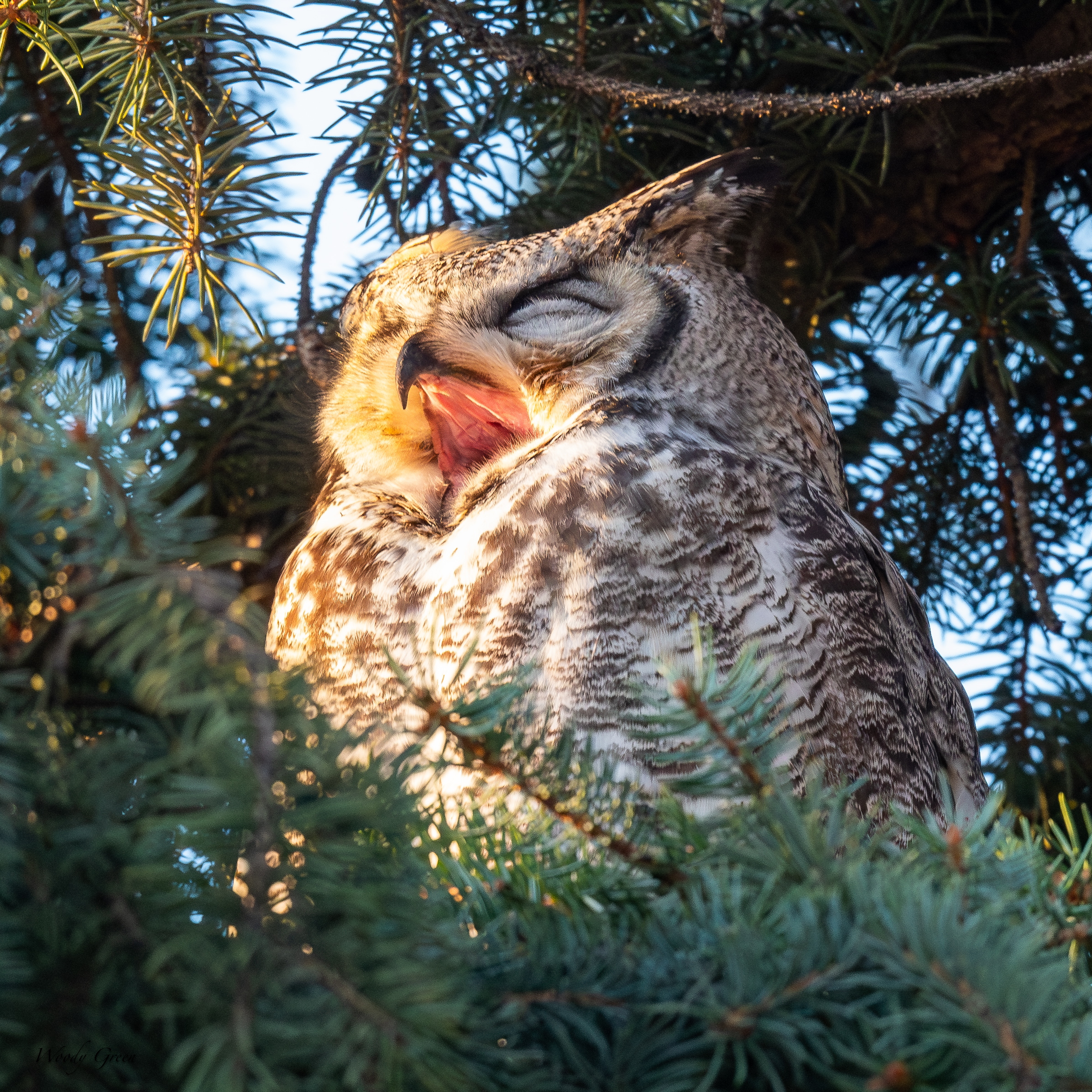OwlSleepy-301.jpg