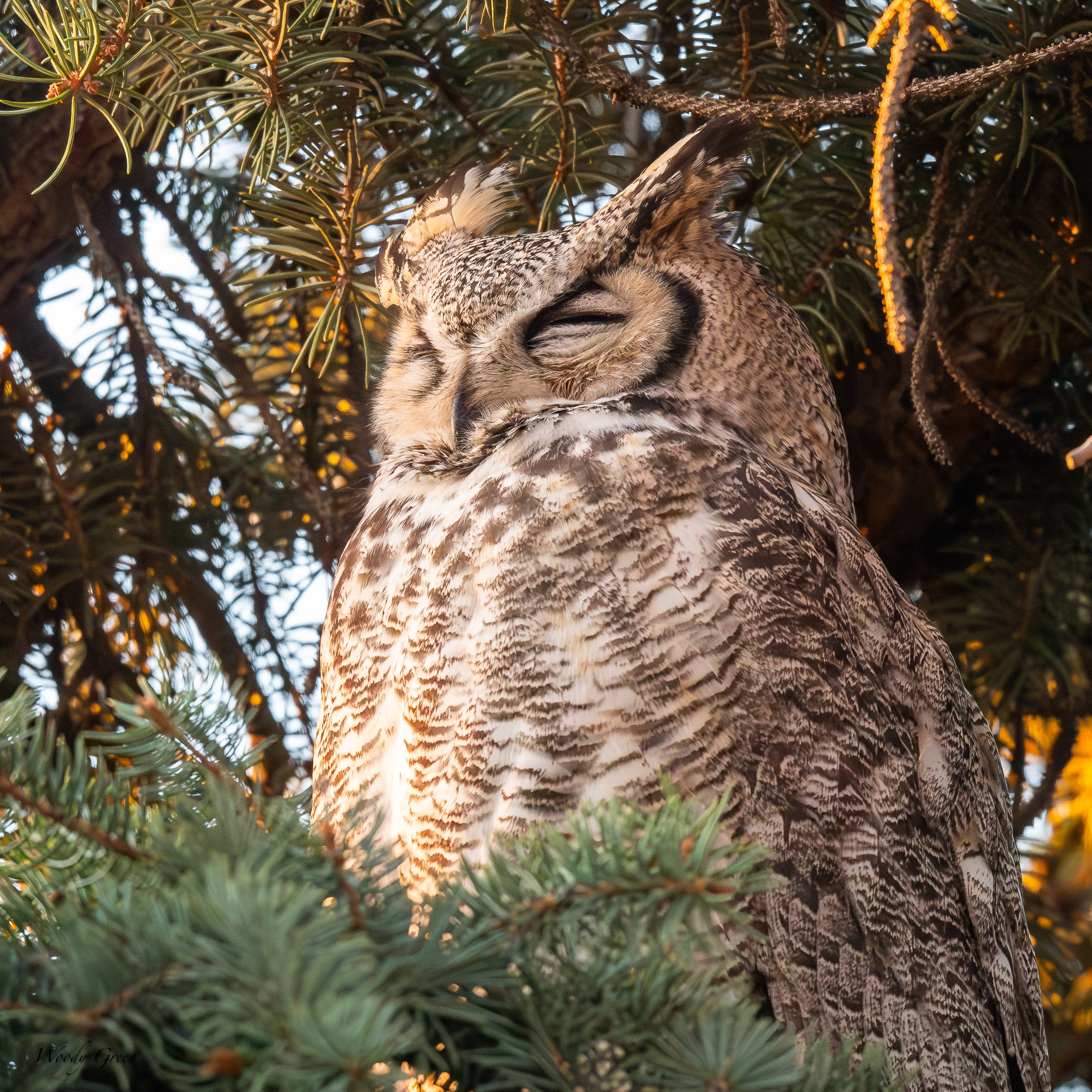 OwlSleepy-303.jpg