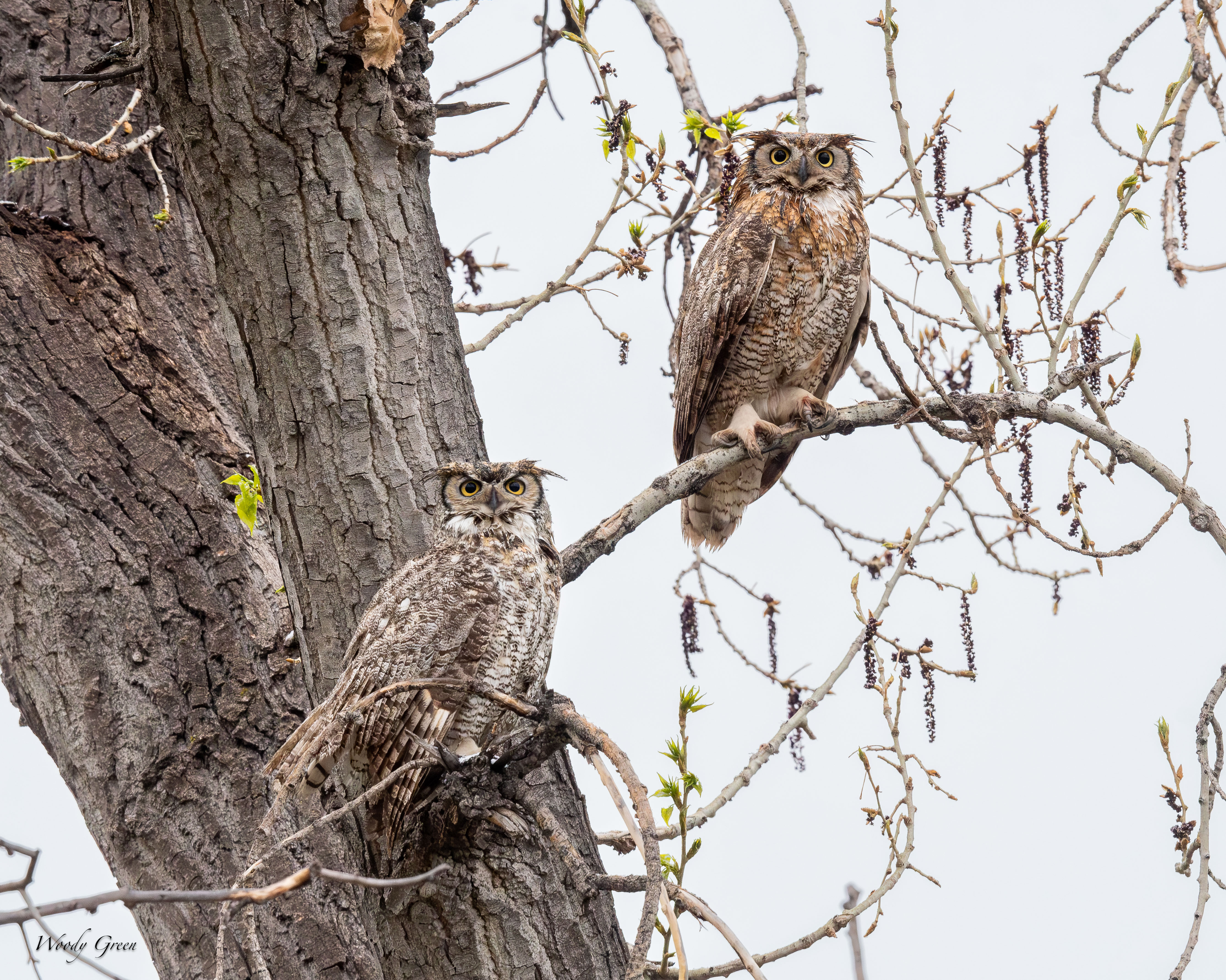 OwlsPair-768.jpg