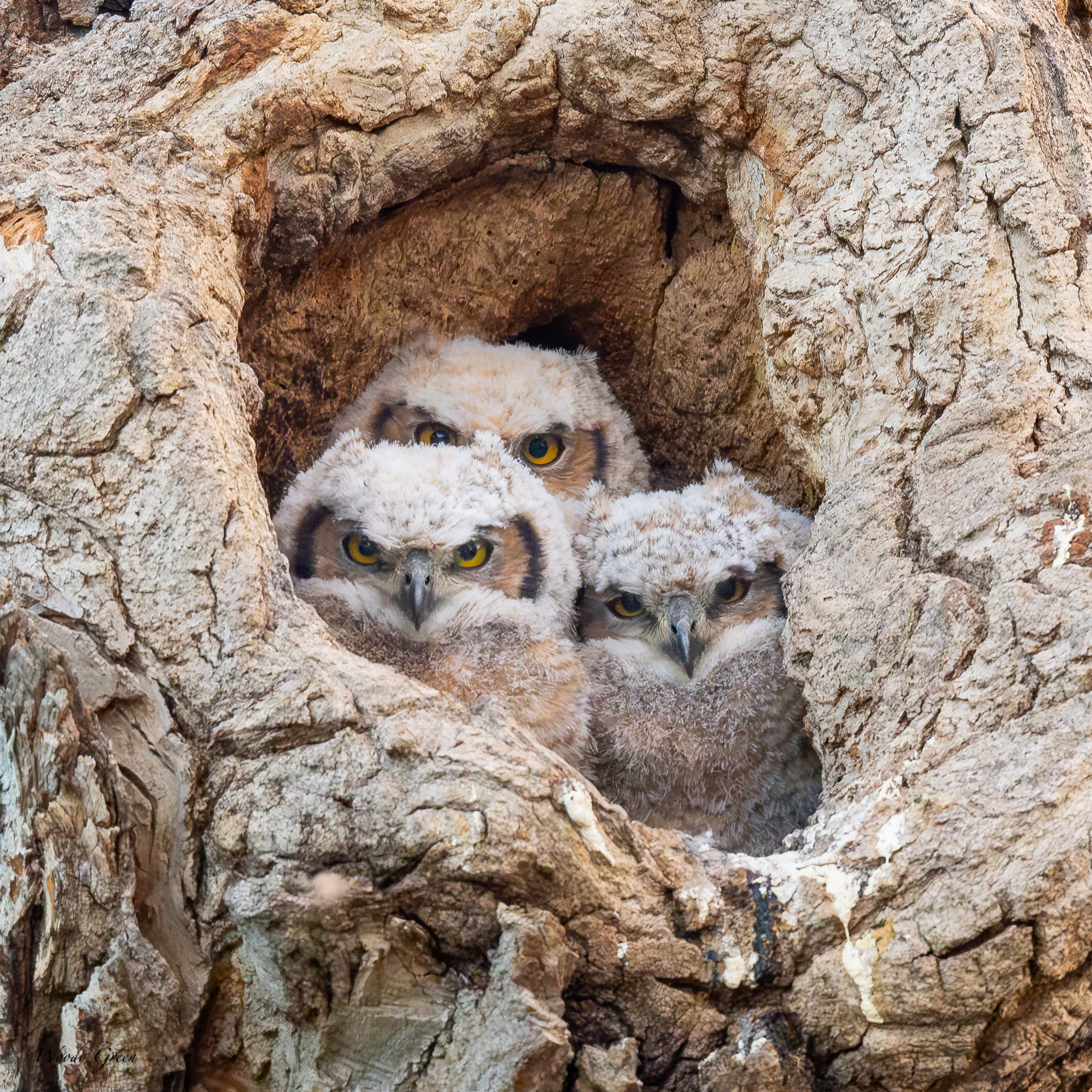 OwlsThreeBabies-761.jpg