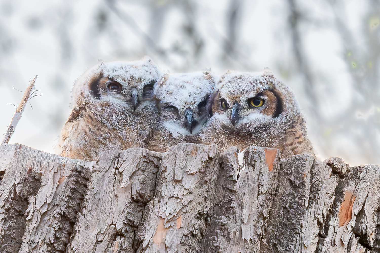 OwlsThreeLinedUp-595.jpg