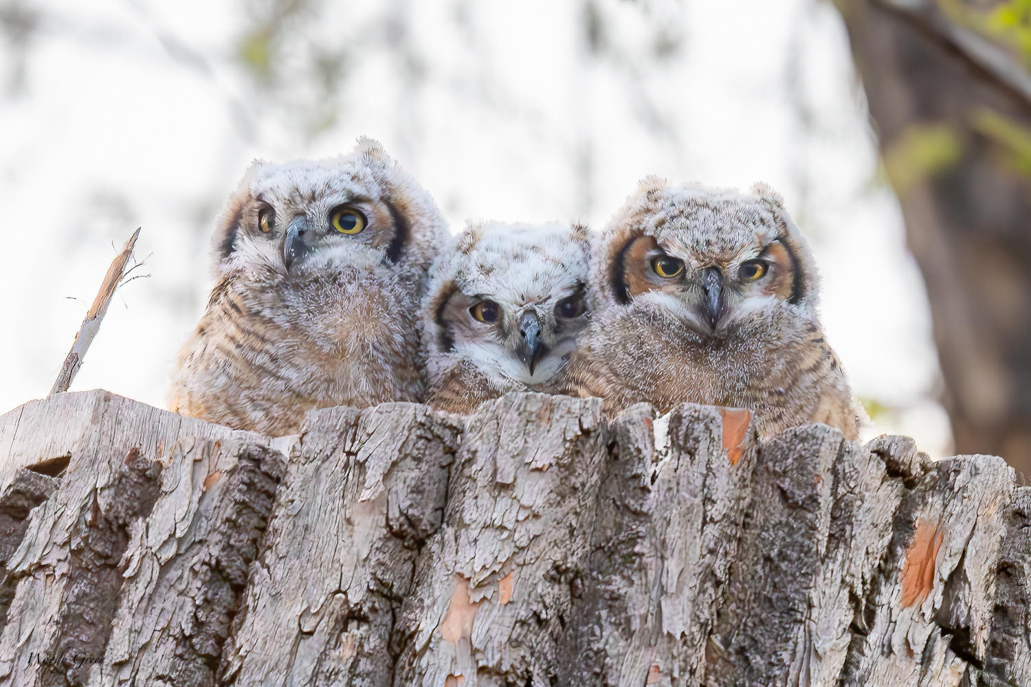 OwlsThreeLinedUp-596.jpg