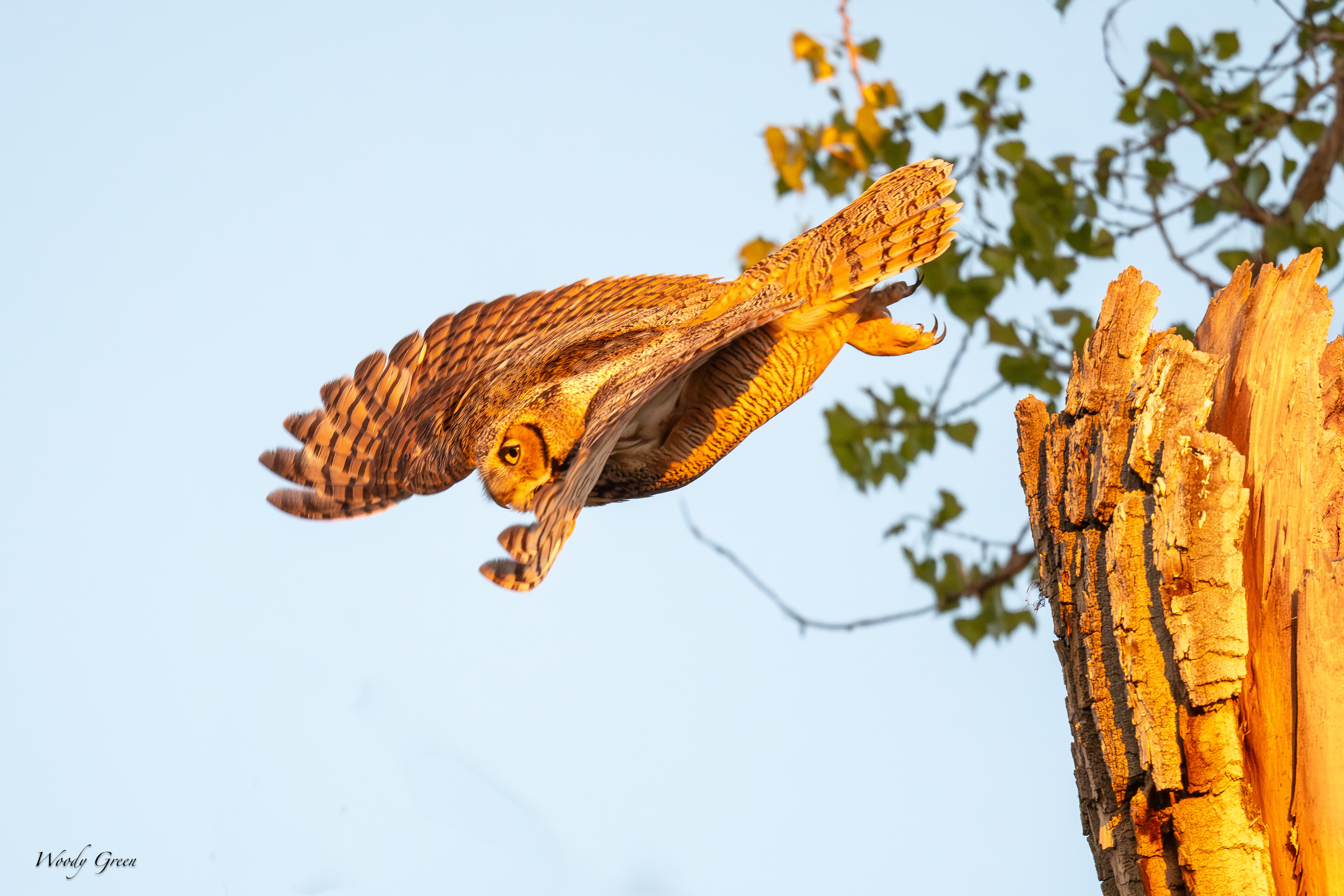 OwlTakeoff-119.jpg