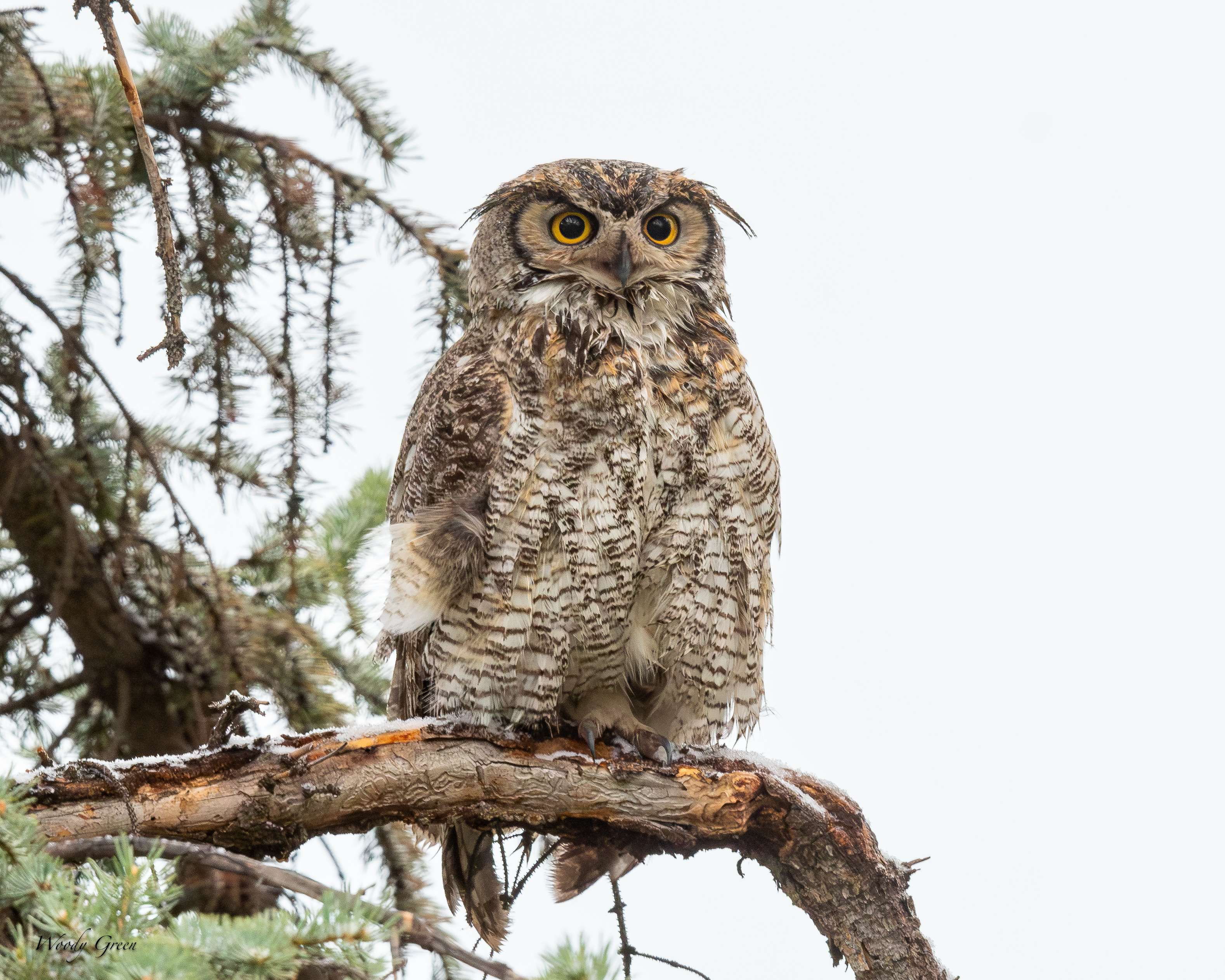 OwlWet-762.jpg