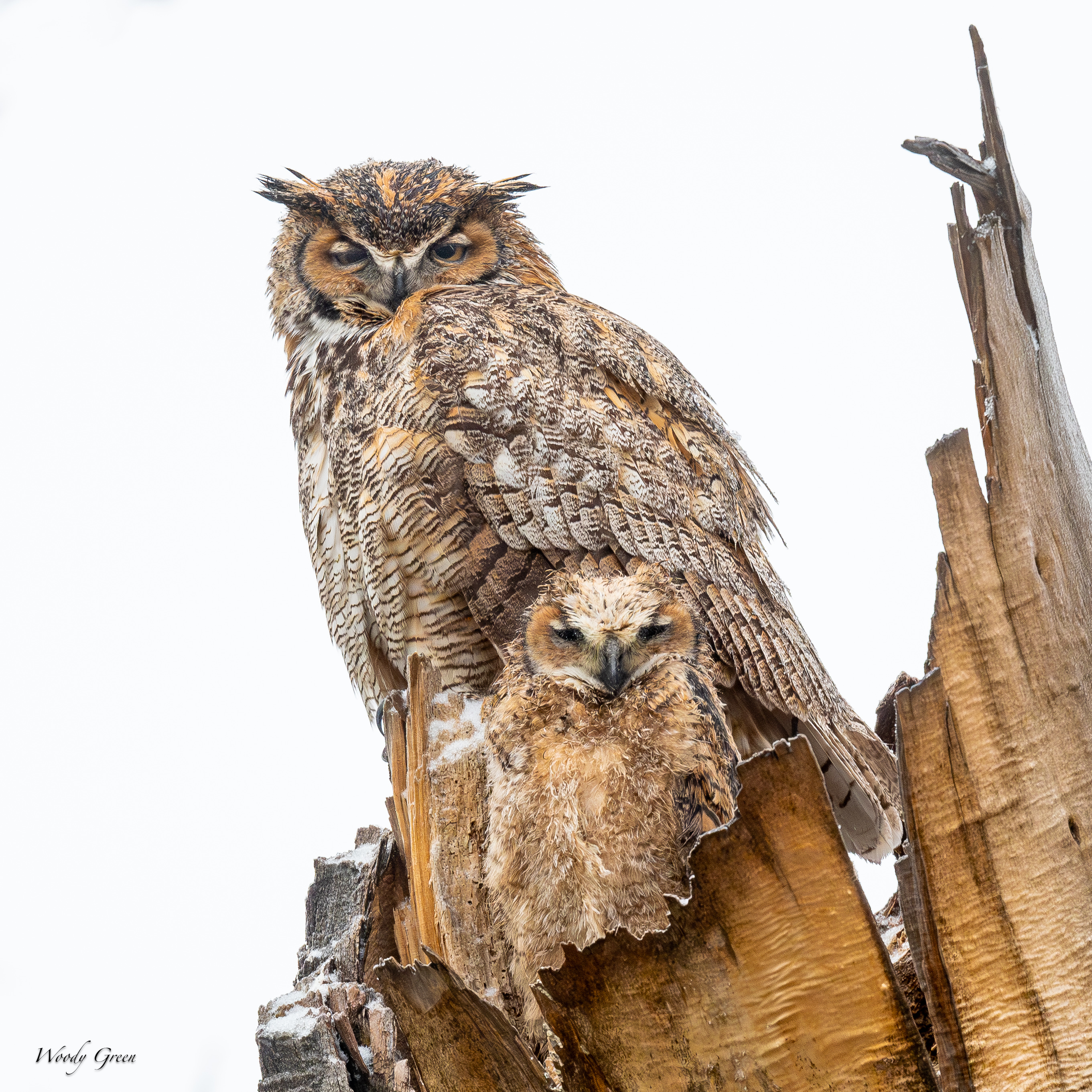 OwlWet-763.jpg