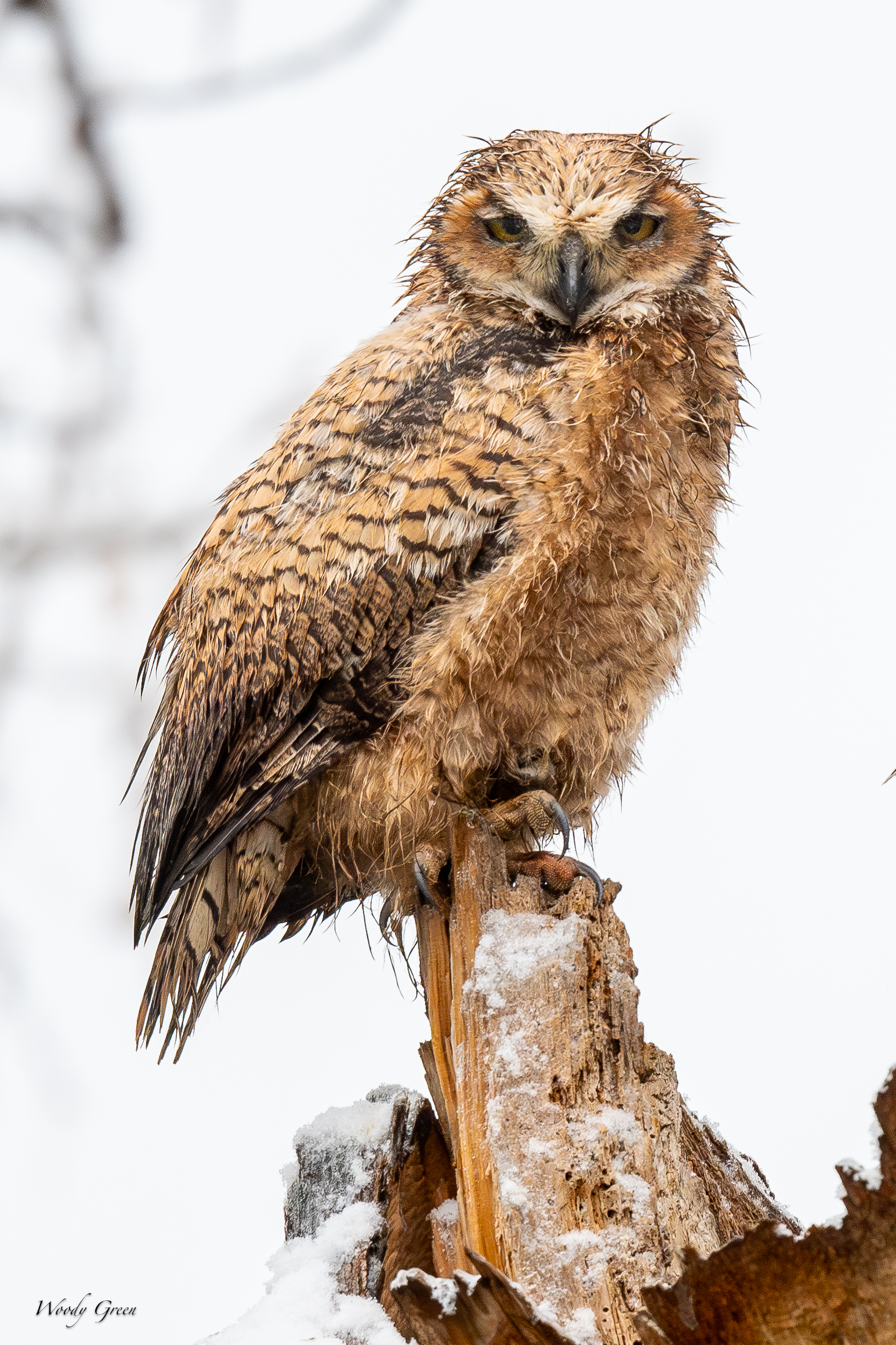 OwlWet-766.jpg