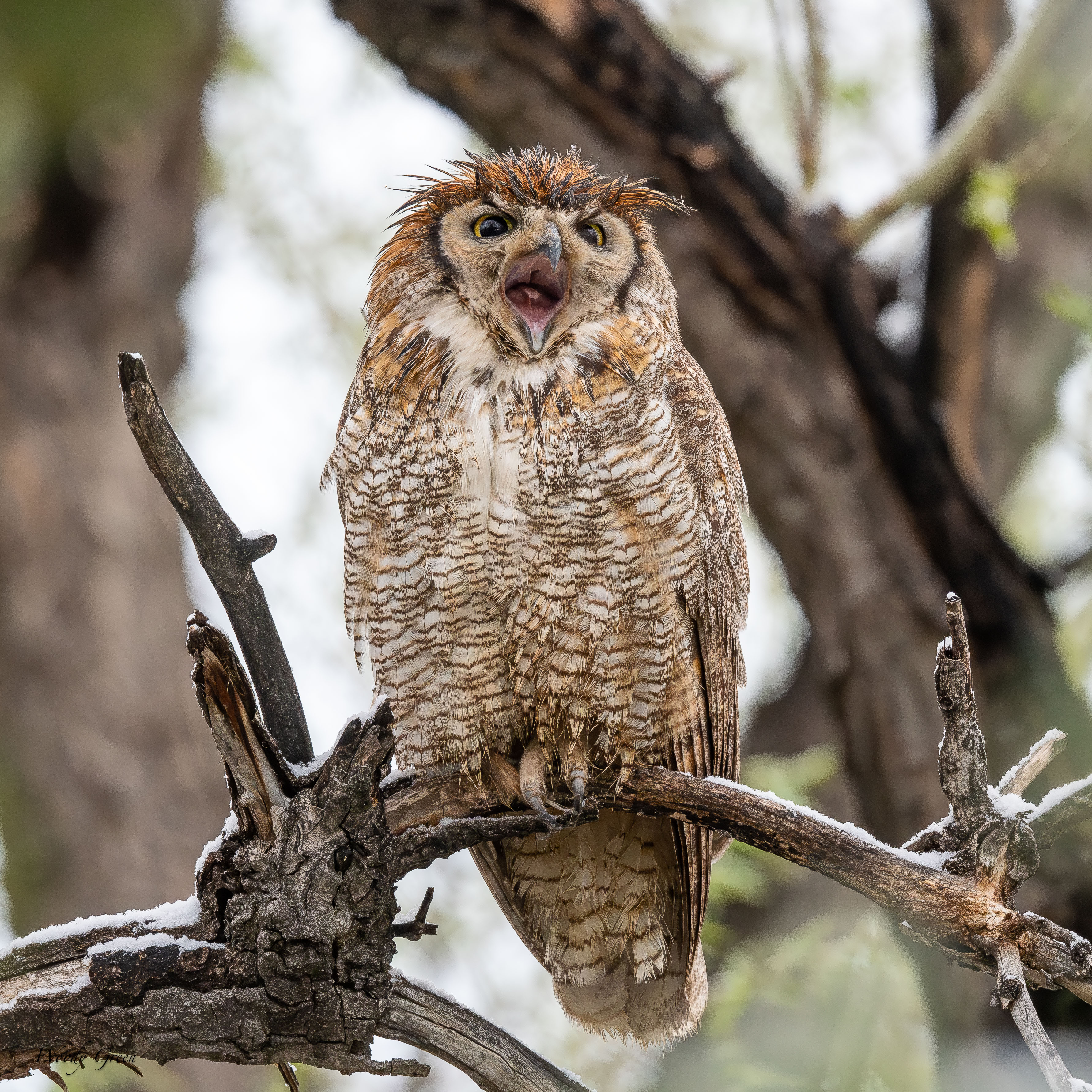OwlWet-93.jpg
