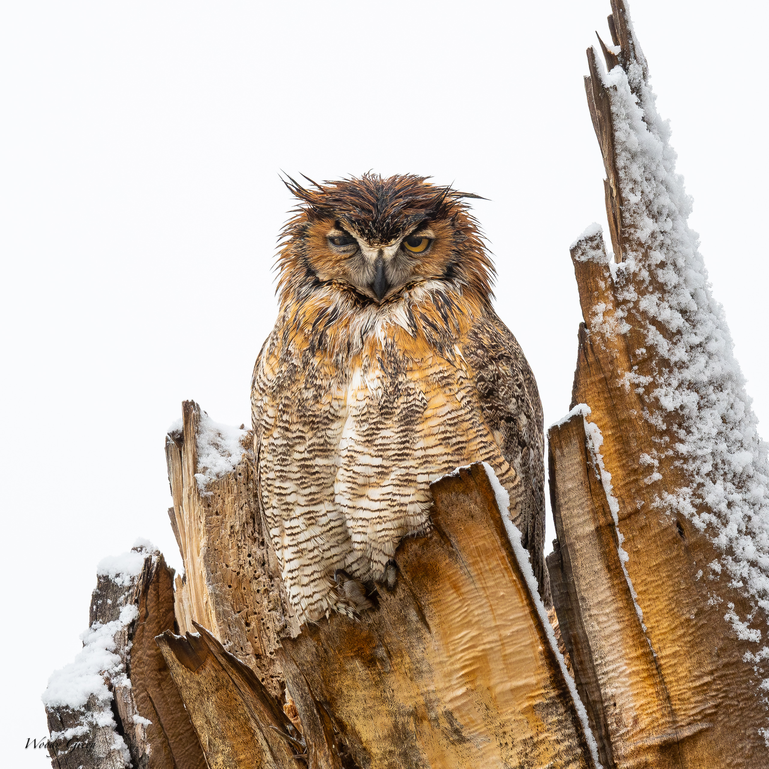 OwlWet-96.jpg