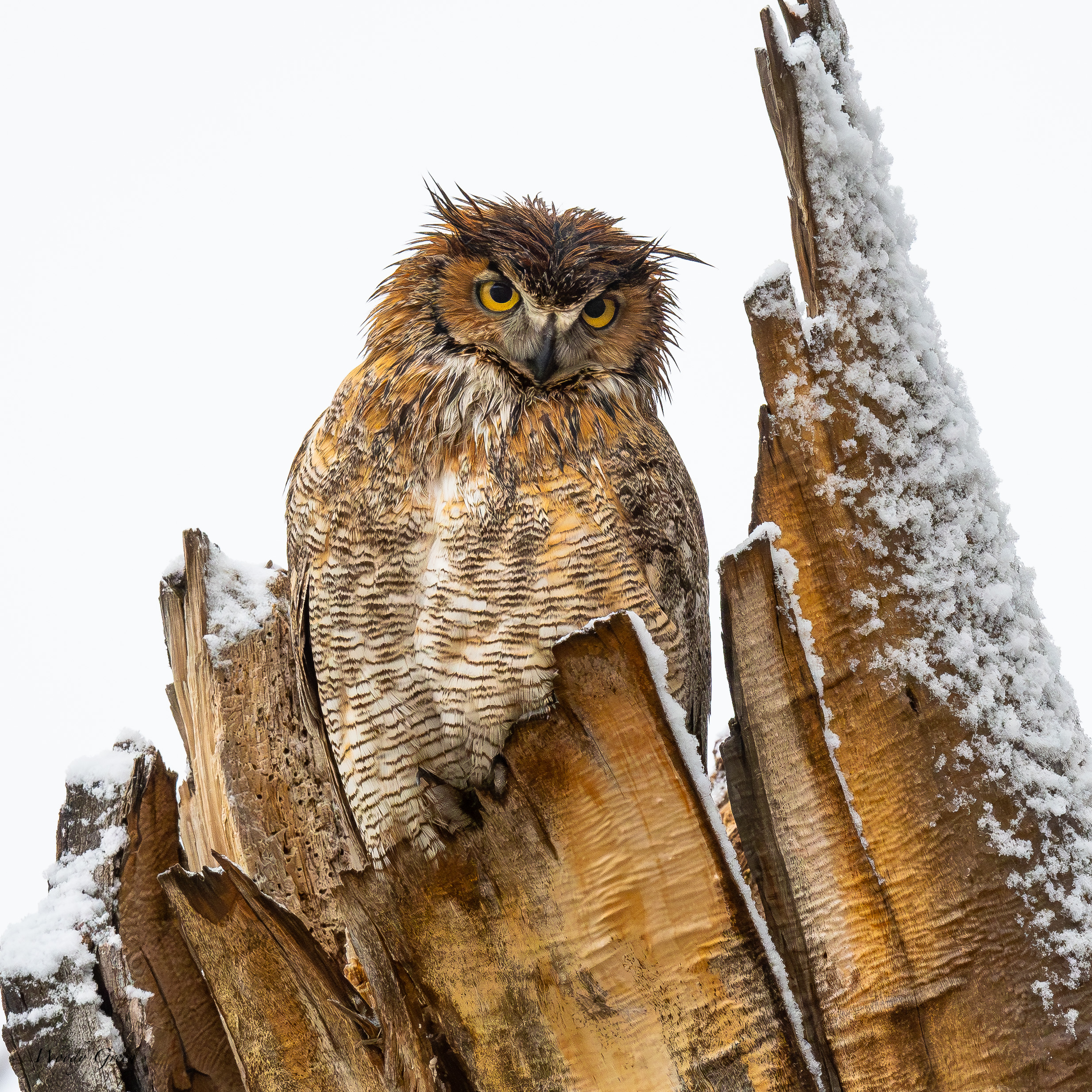 OwlWet-97.jpg
