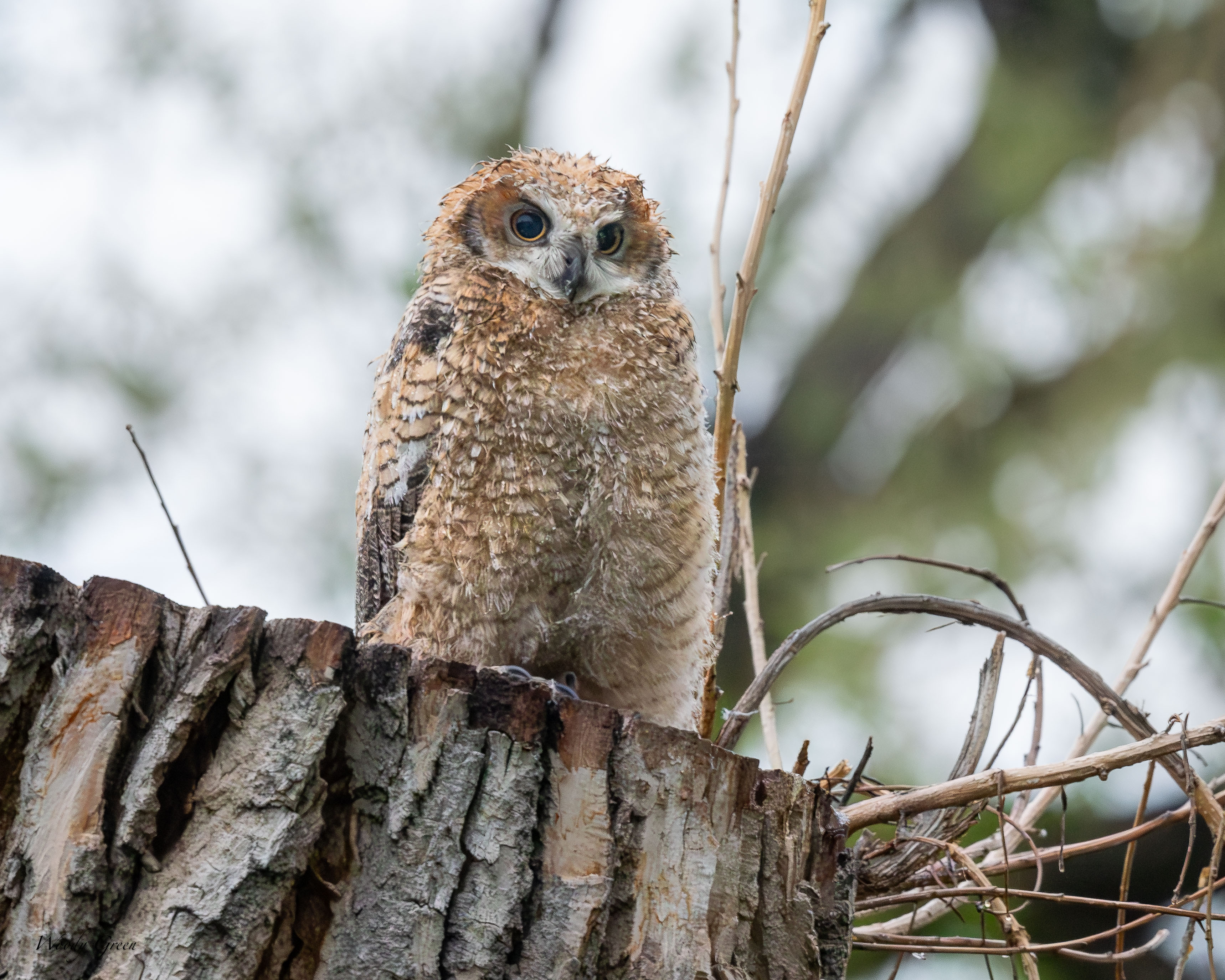 OwlWetOwlete-113.jpg