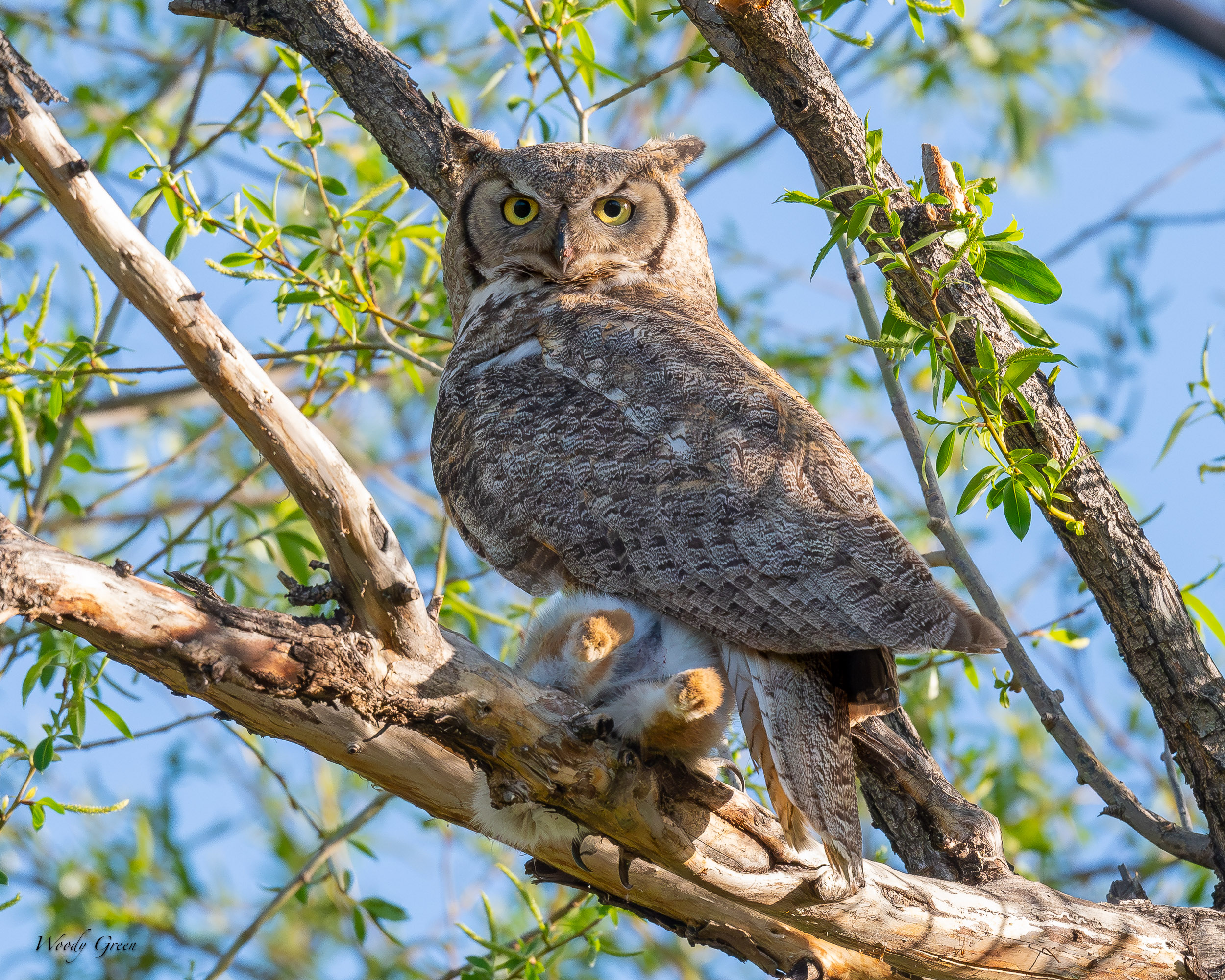 OwlWithPrey-618.jpg