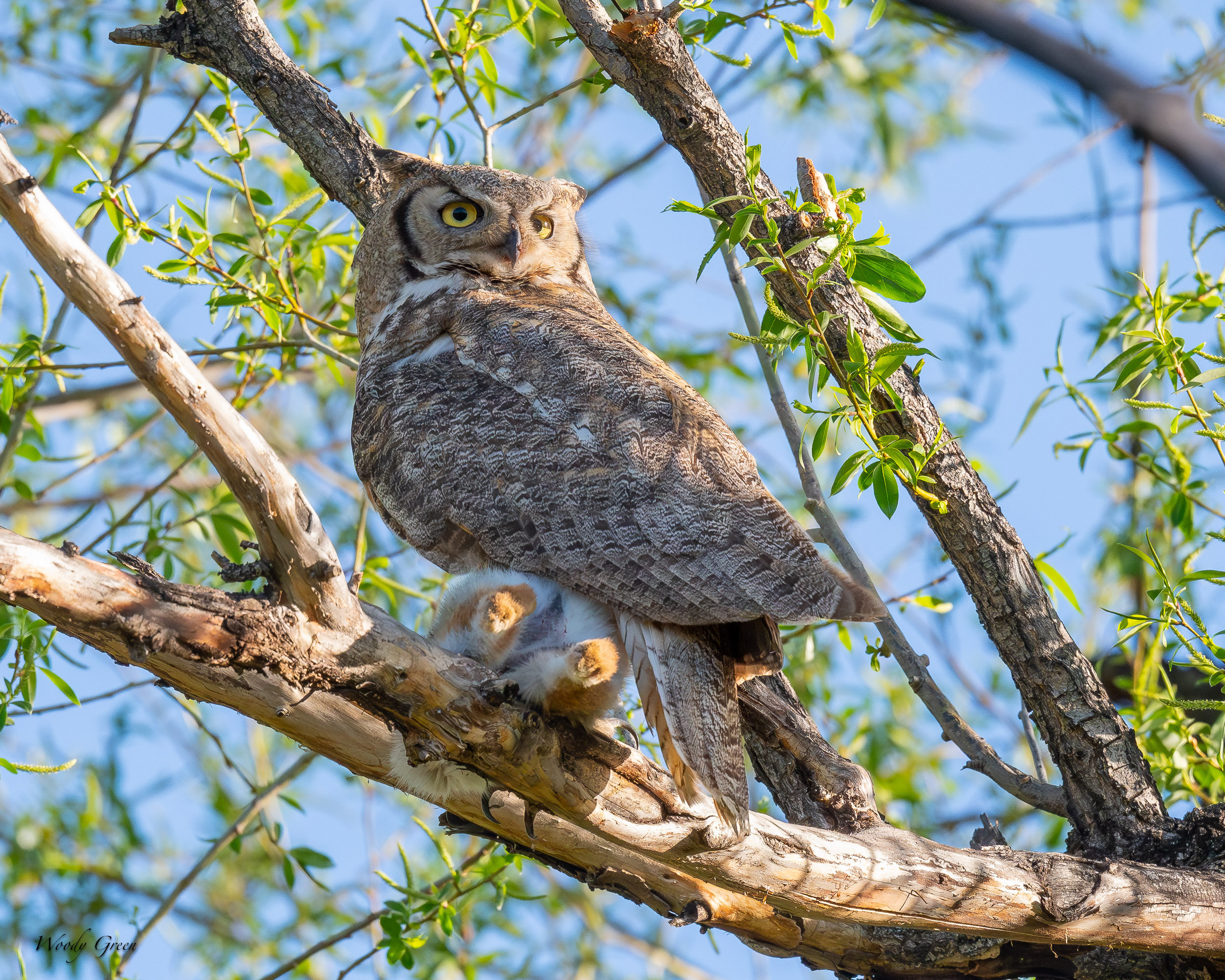 OwlWithPrey-619.jpg