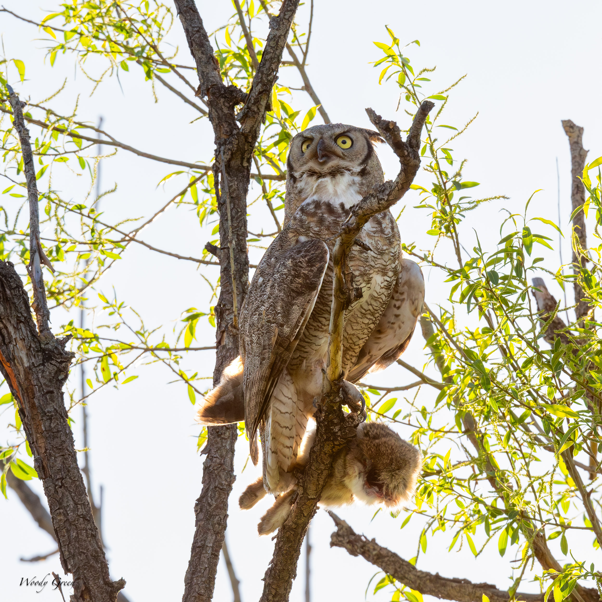 OwlWithPrey-621.jpg