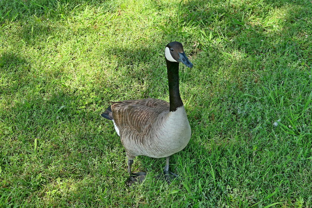 P1000022_LSh_cr_sm.jpg