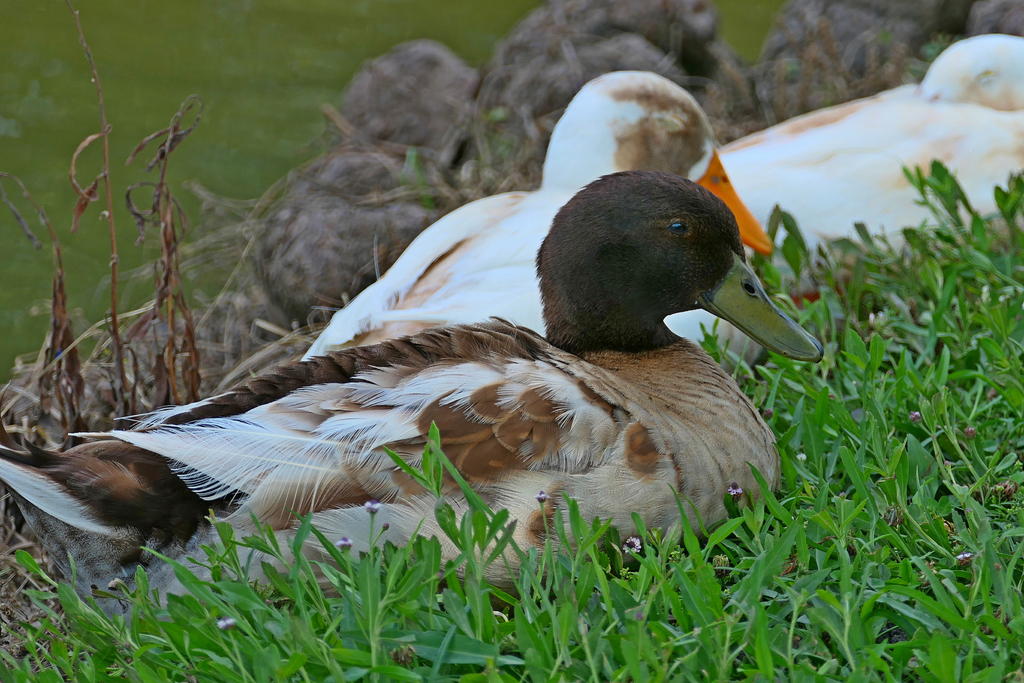 P1000055_LSh_cr_sm.jpg