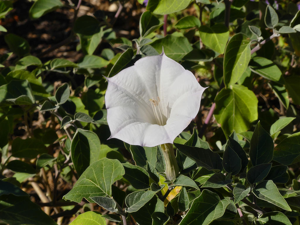 P1000099R_L_sm.jpg