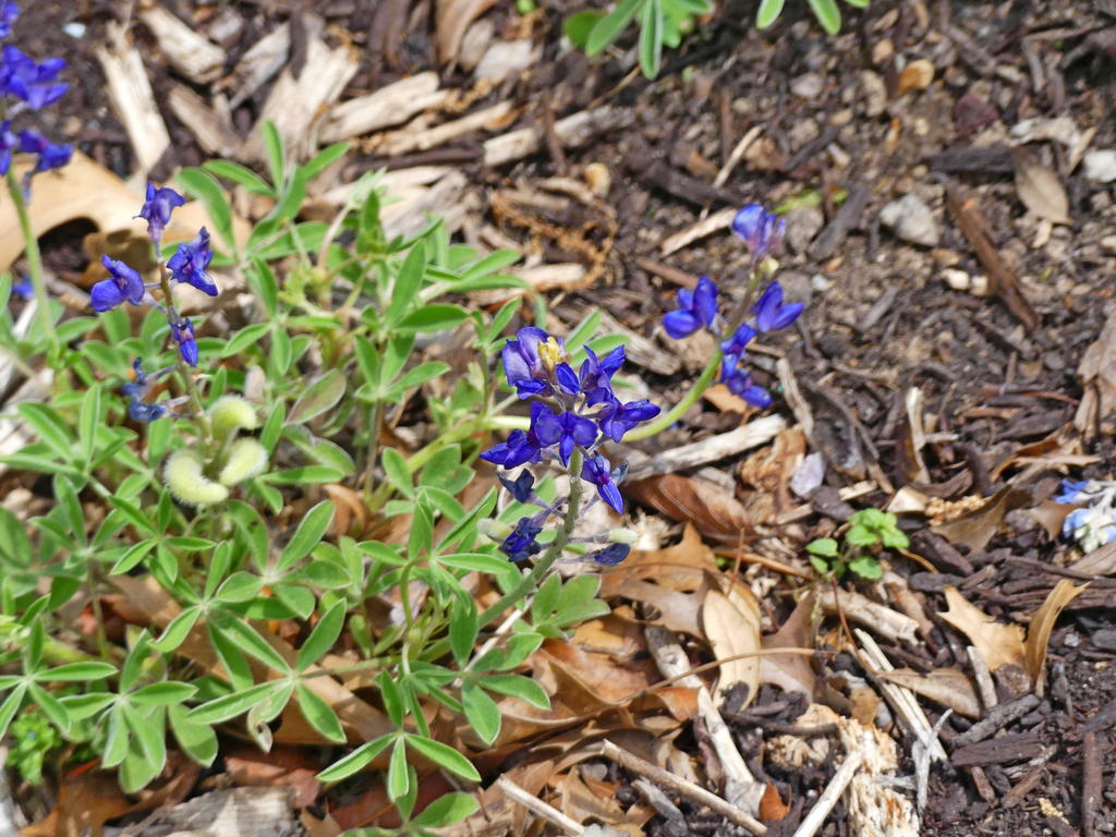 P1000104_L.jpg
