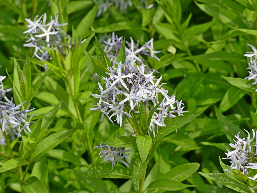P1000115_LSh.jpg