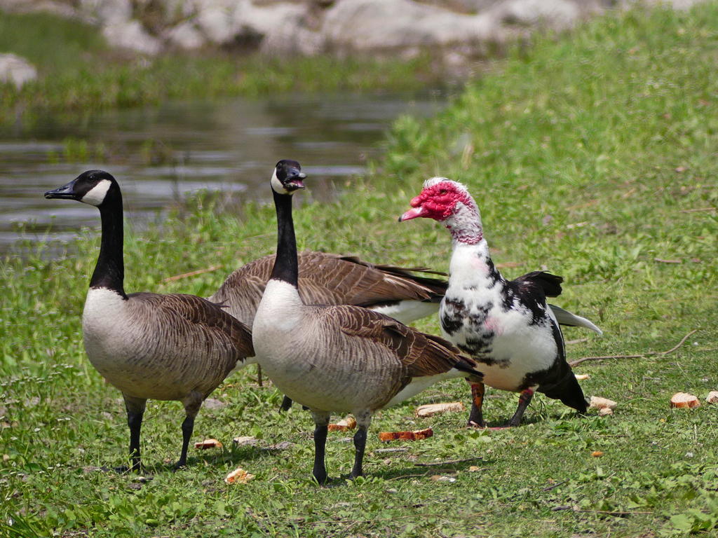 P1000116_L_cr.jpg
