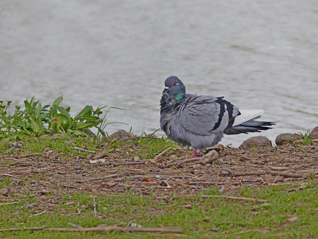 P1000120_L.jpg
