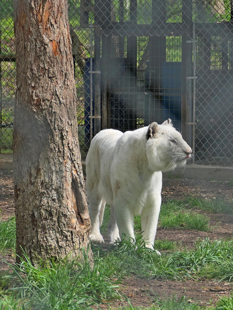 P1000137_LShSt_cr.jpg