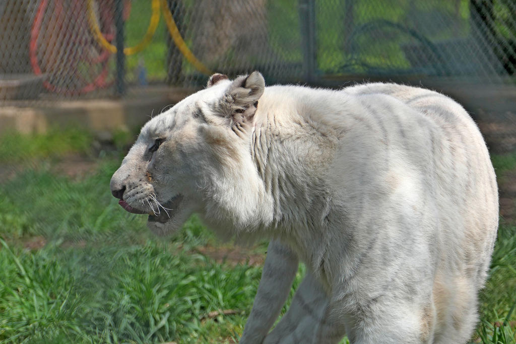 P1000150_LCSh_sm.jpg