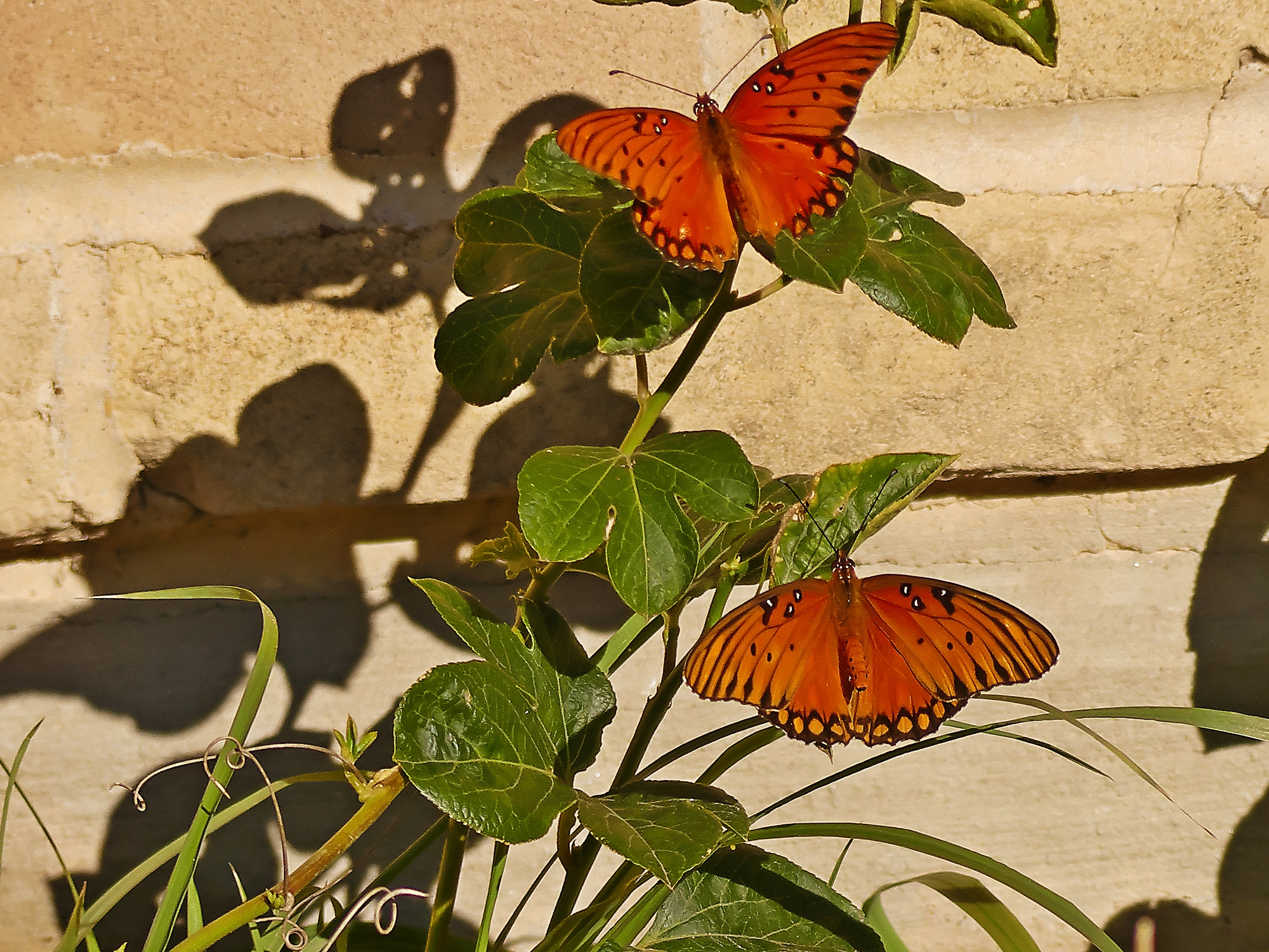 P1000160R_LNSh_cr_sm.jpg